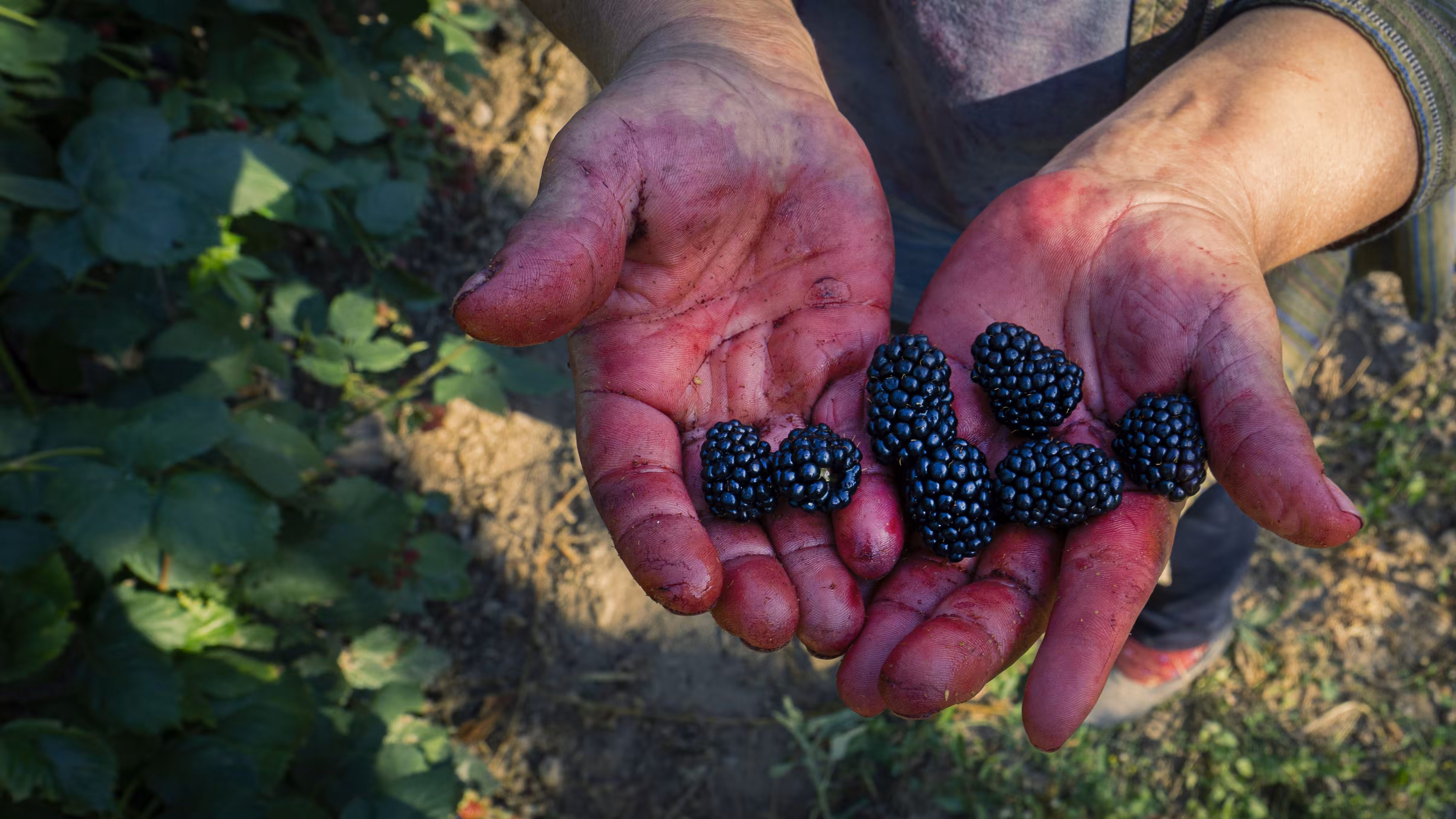 Blackberry