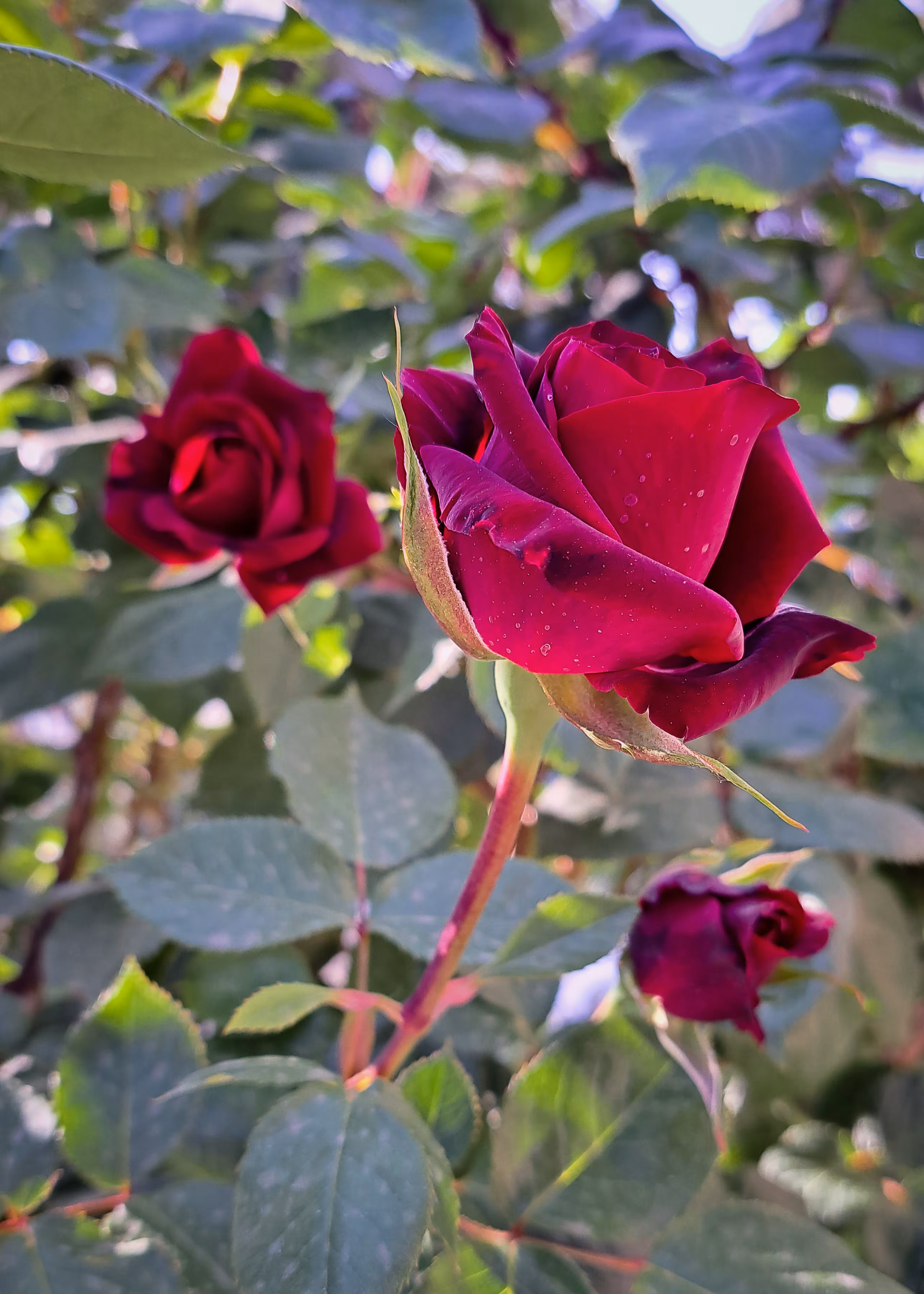 Merrylands.Photography: Merry-Photo 25