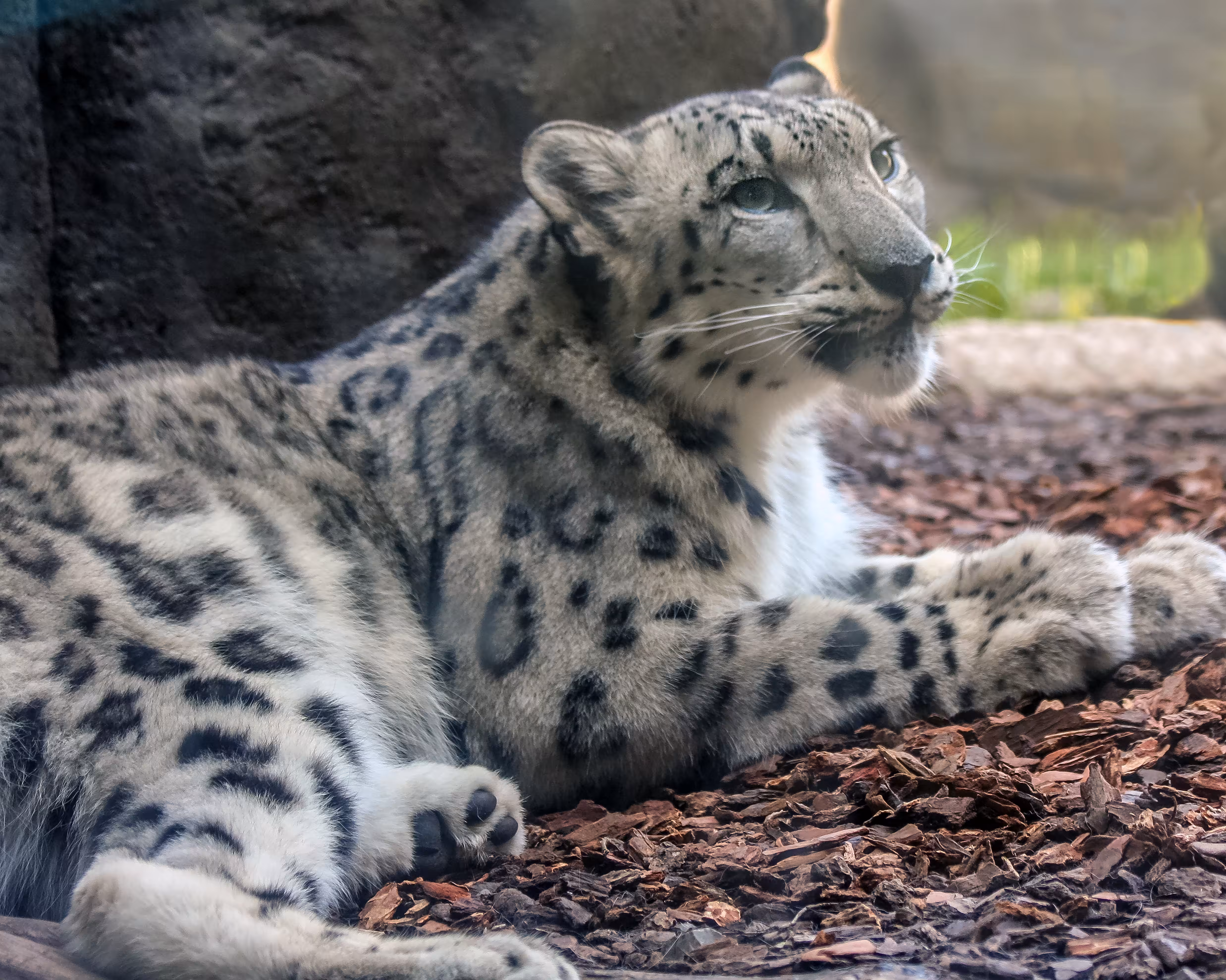 Snow Leopard 