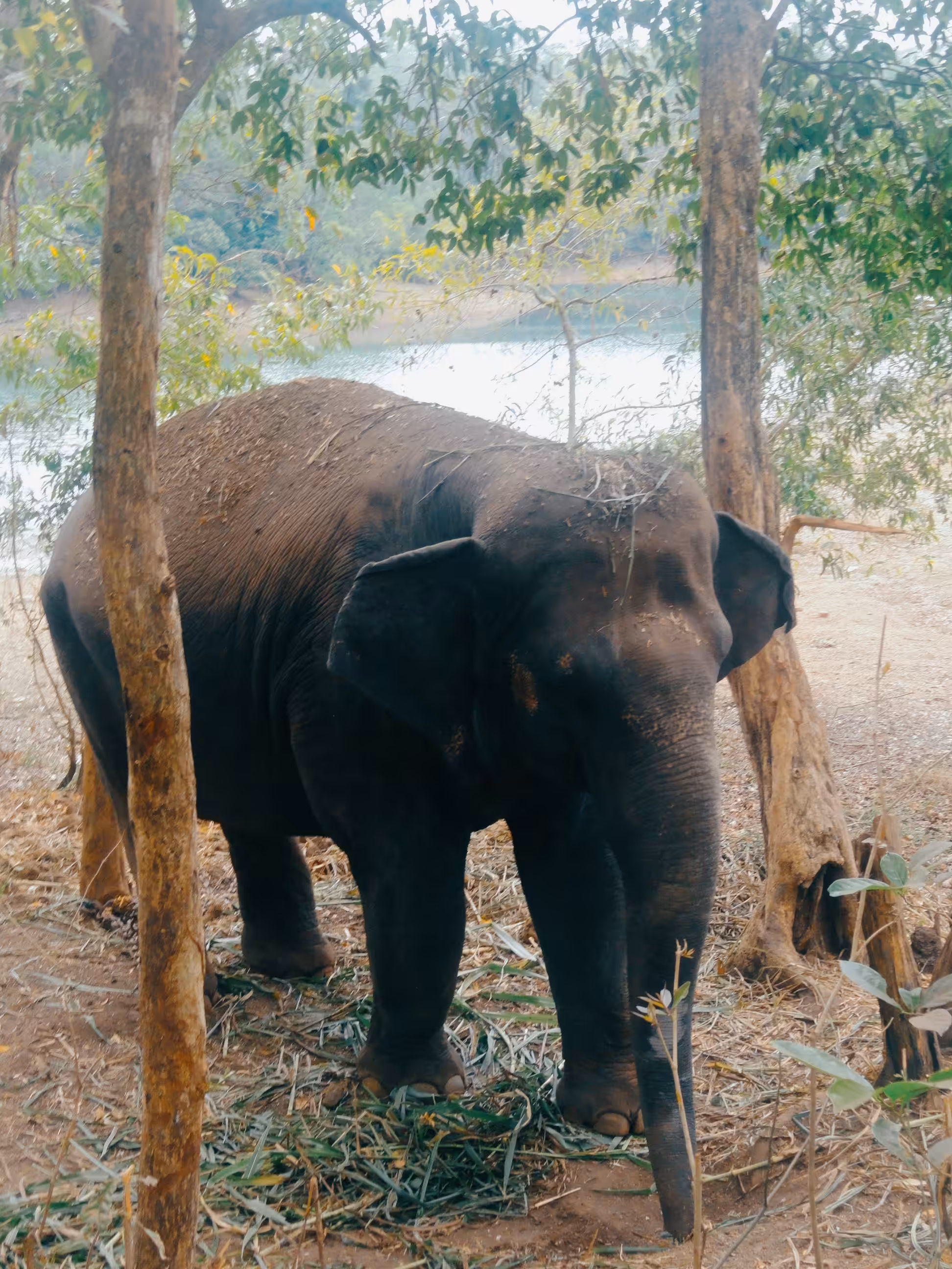 10 Year Old 🐘