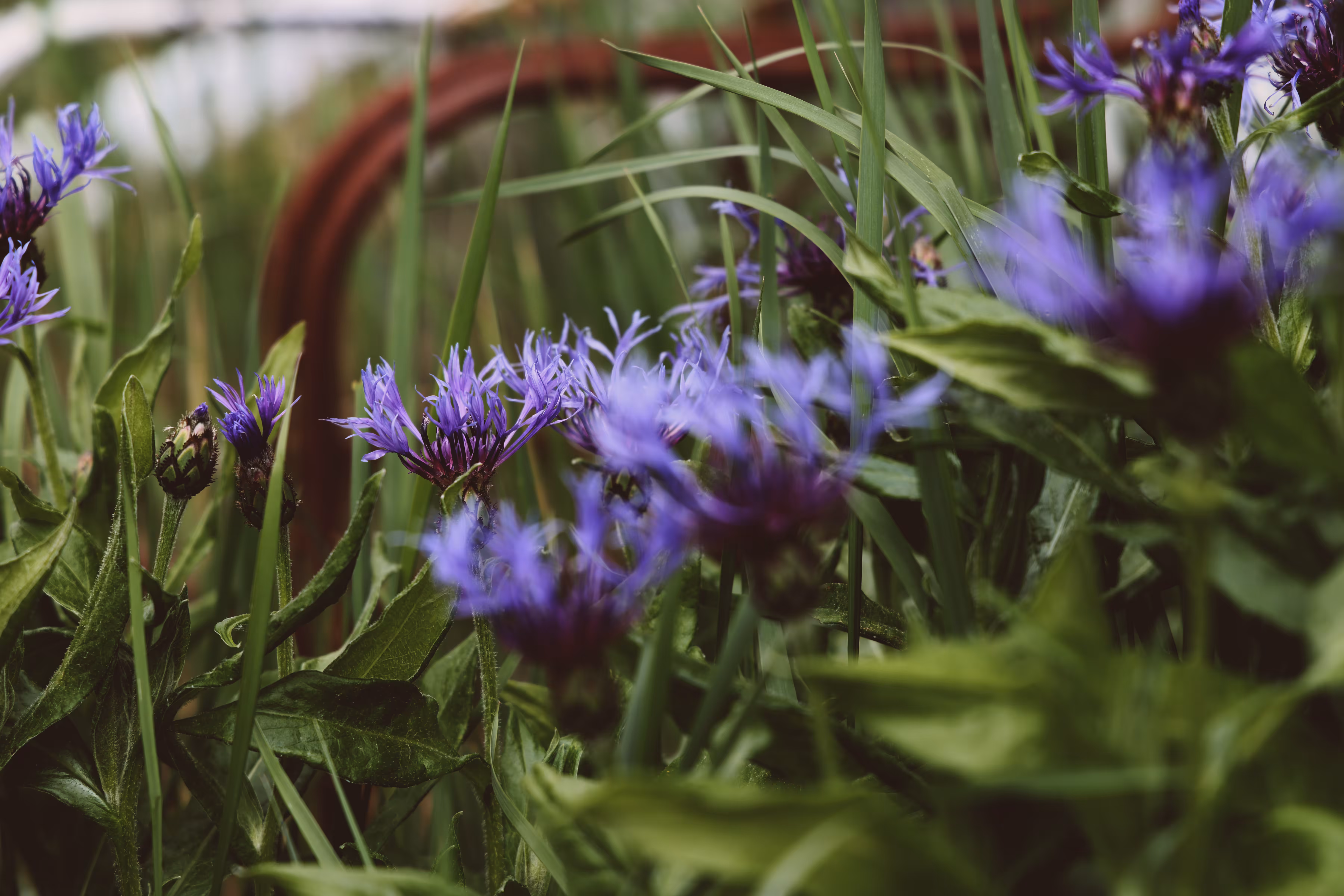 _blue