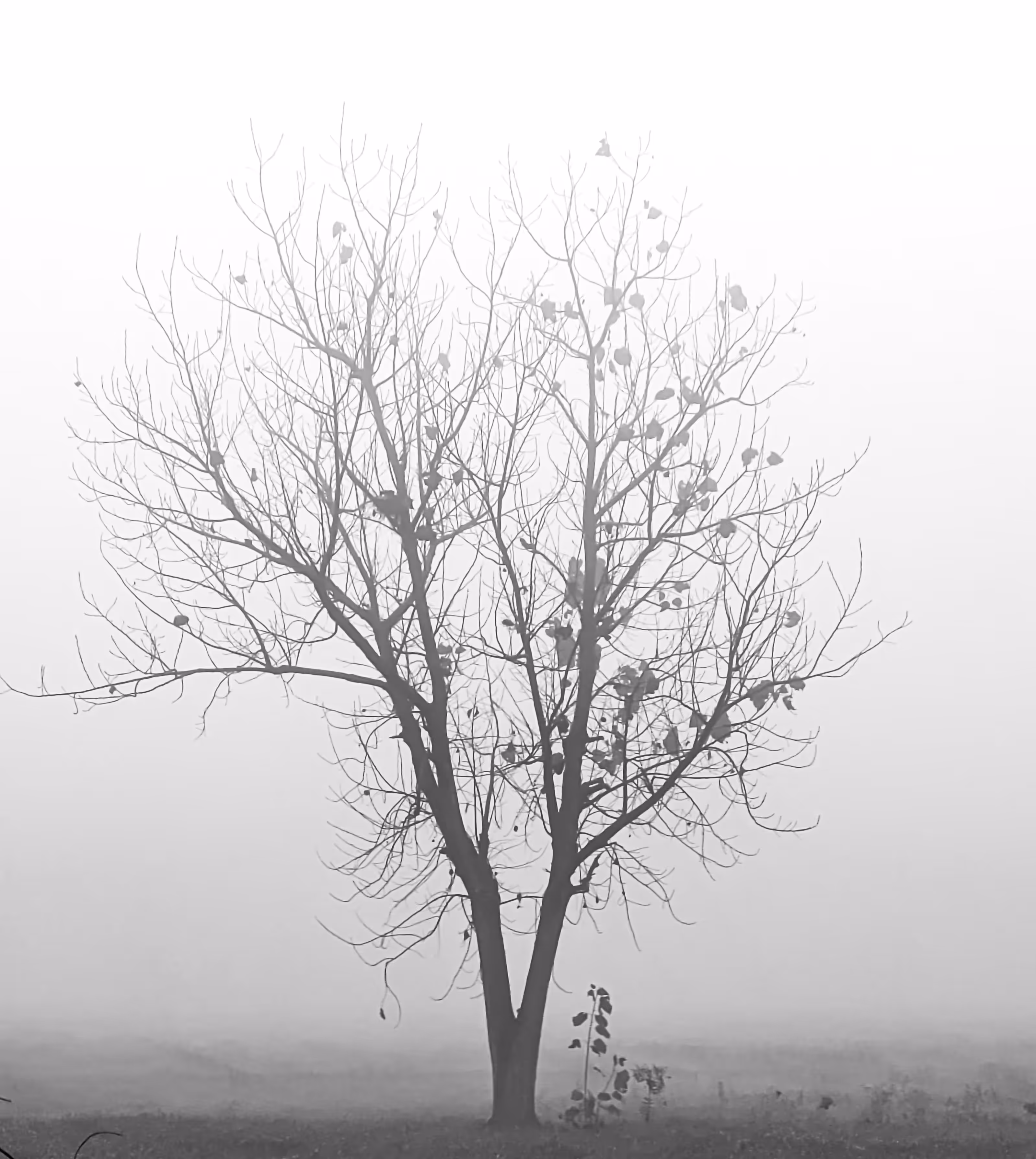 The Lone Tree