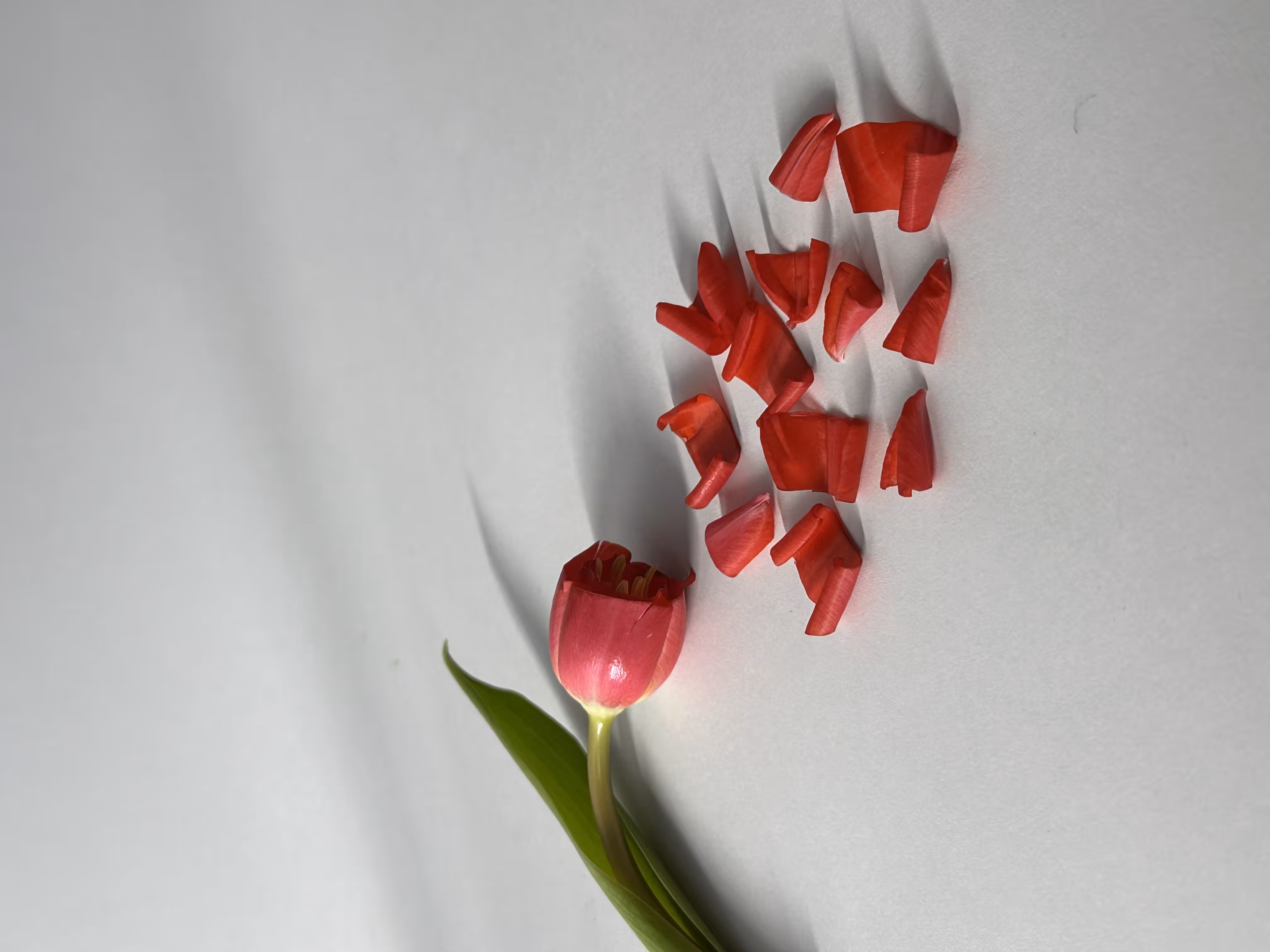 Cut to pieces