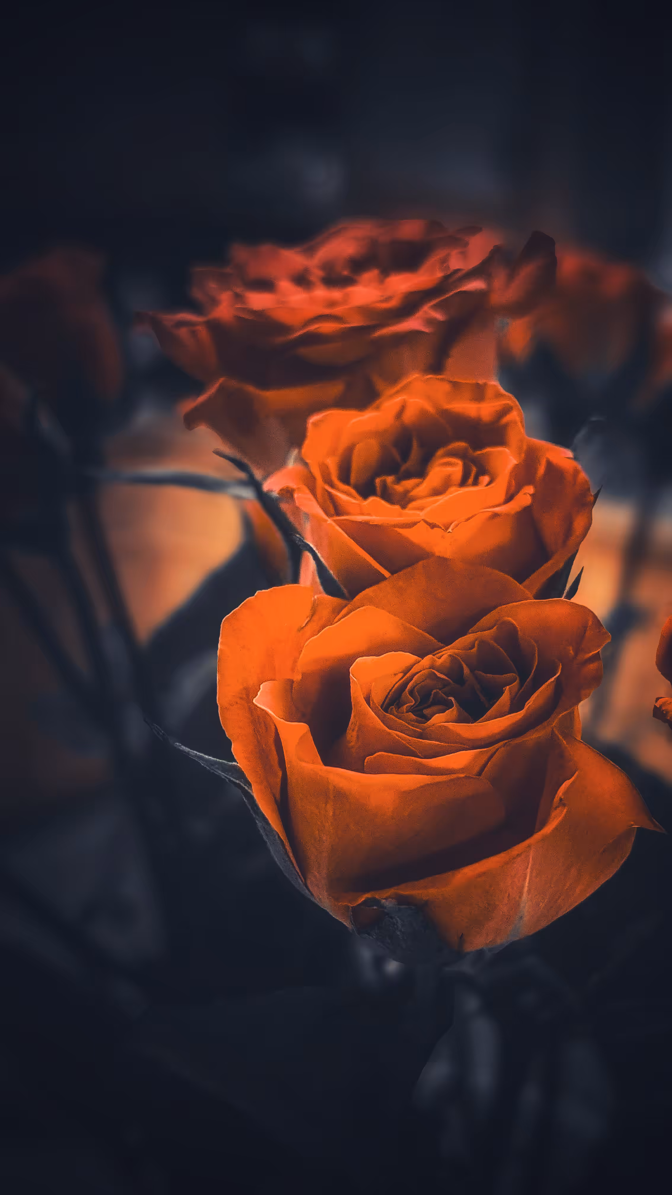 Full Bloom