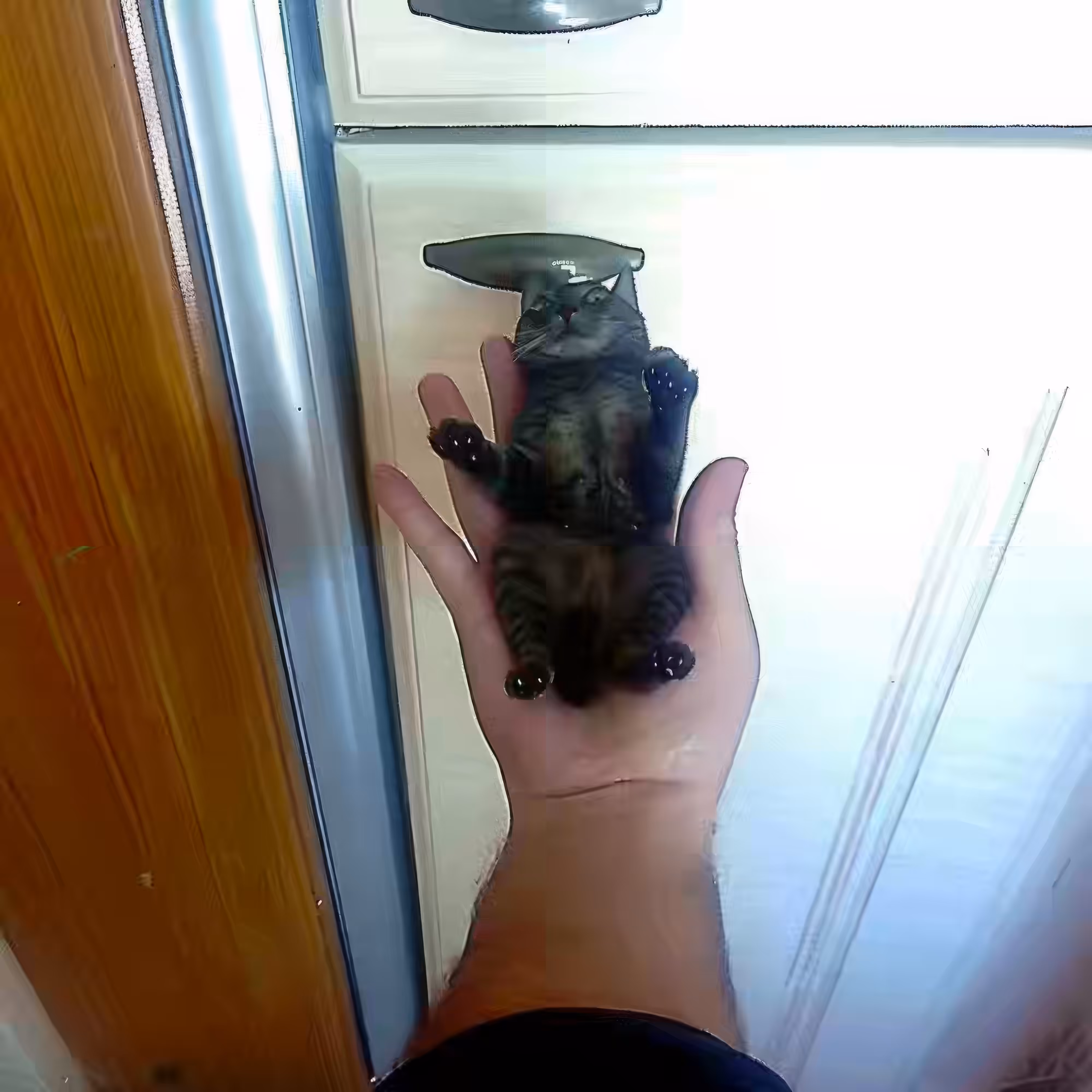 Palm-Cat