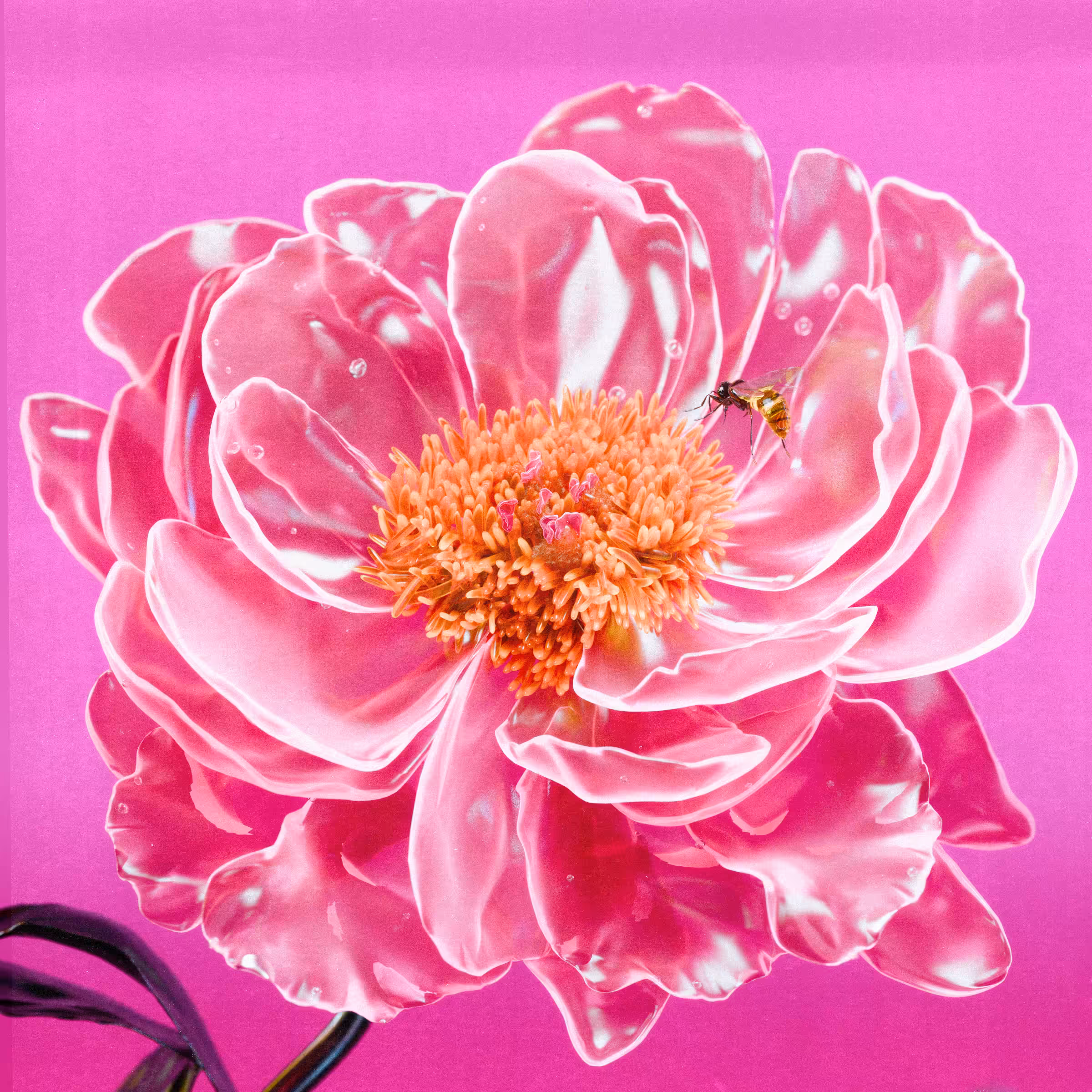 Flower #12 by Olivia Pedigo