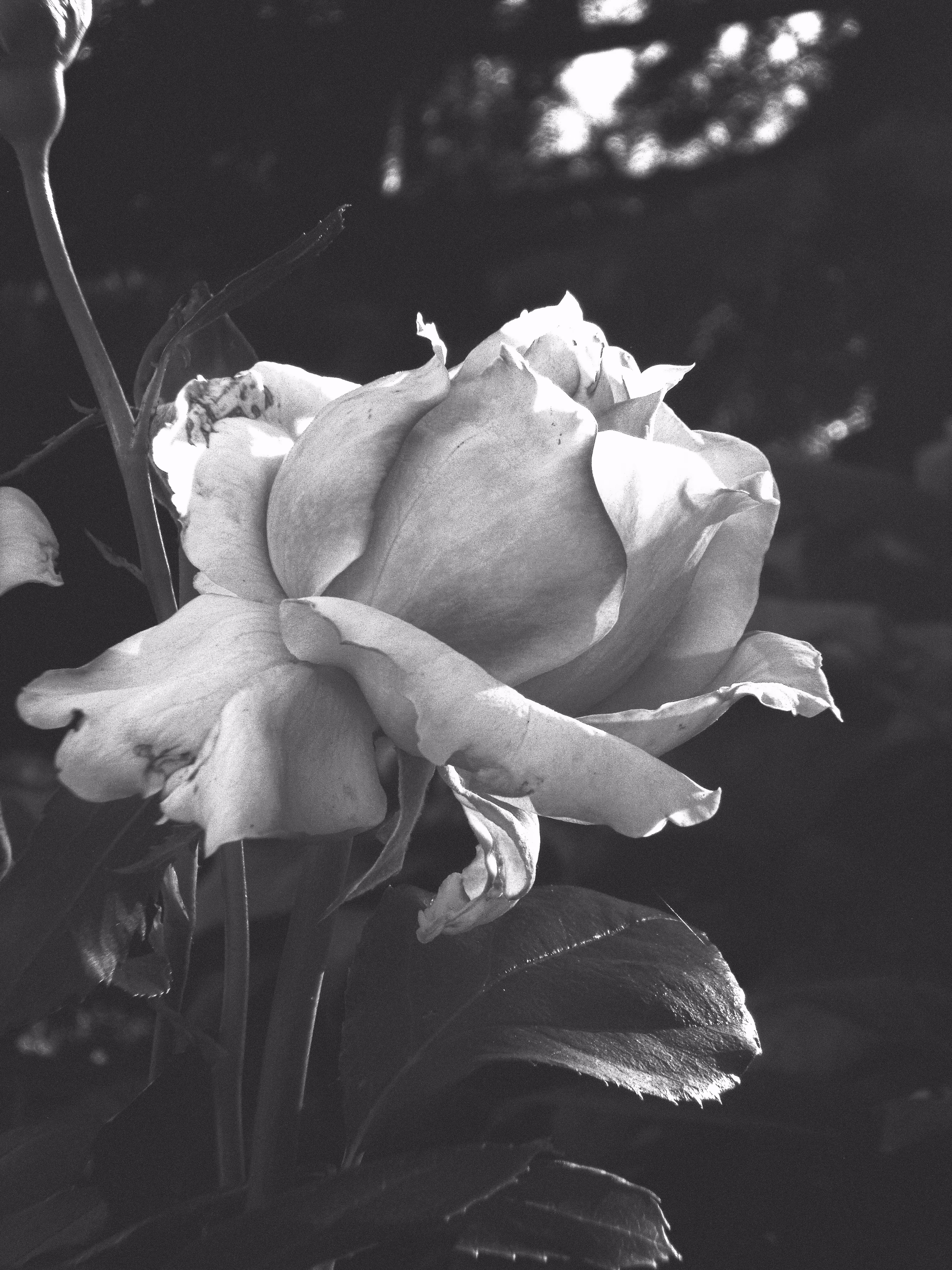 JB: B&W Nature: Monochrome Nature #087