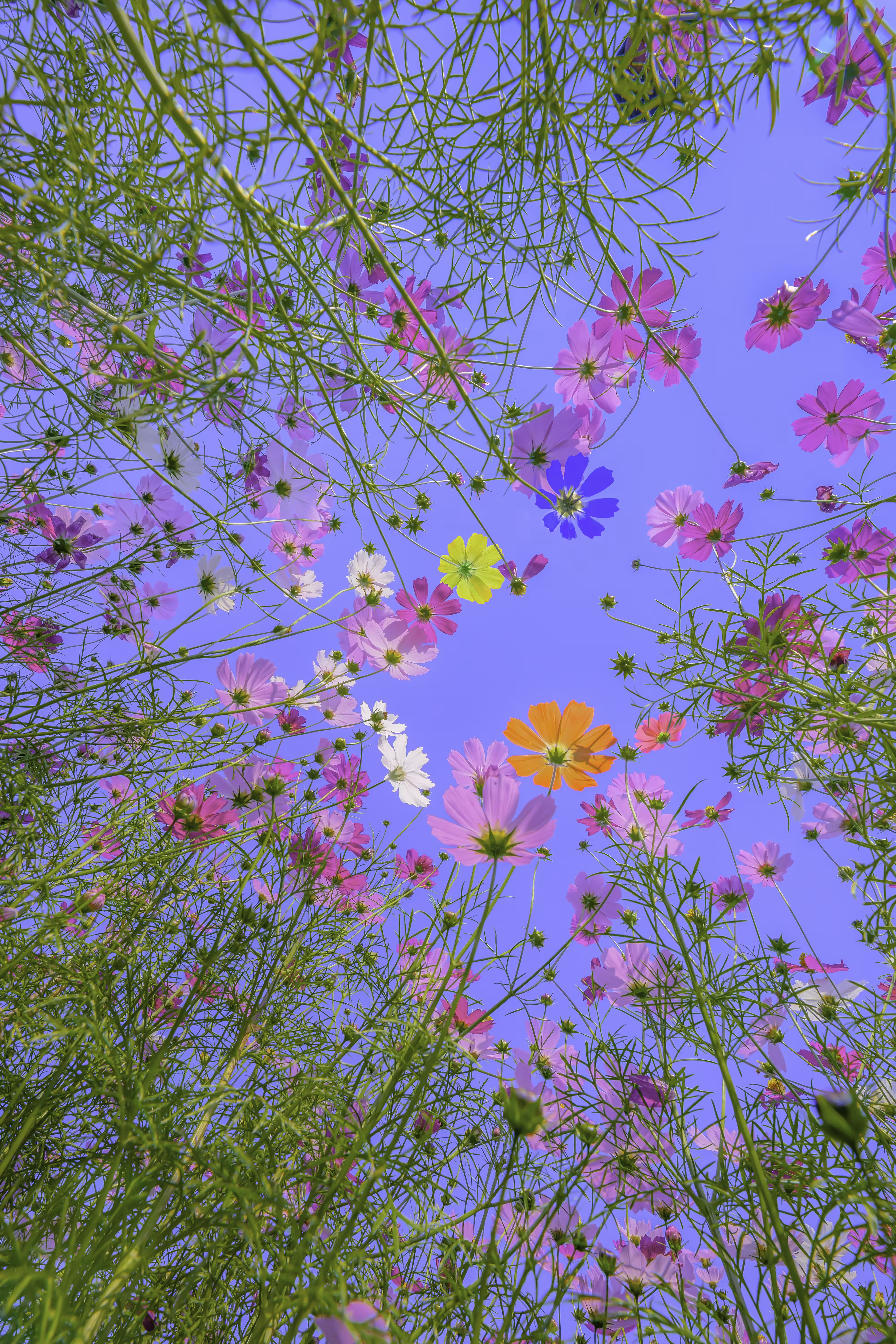 Colorful cosmos 3rd