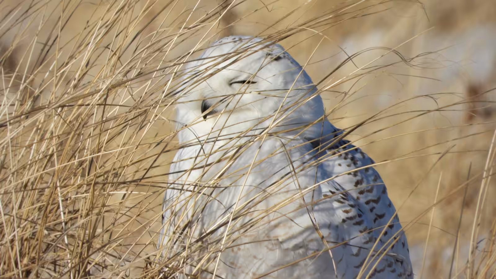 Snowy Owl - PB Cinematics