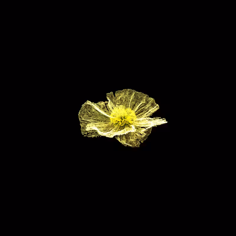 White Poppy 30 #128