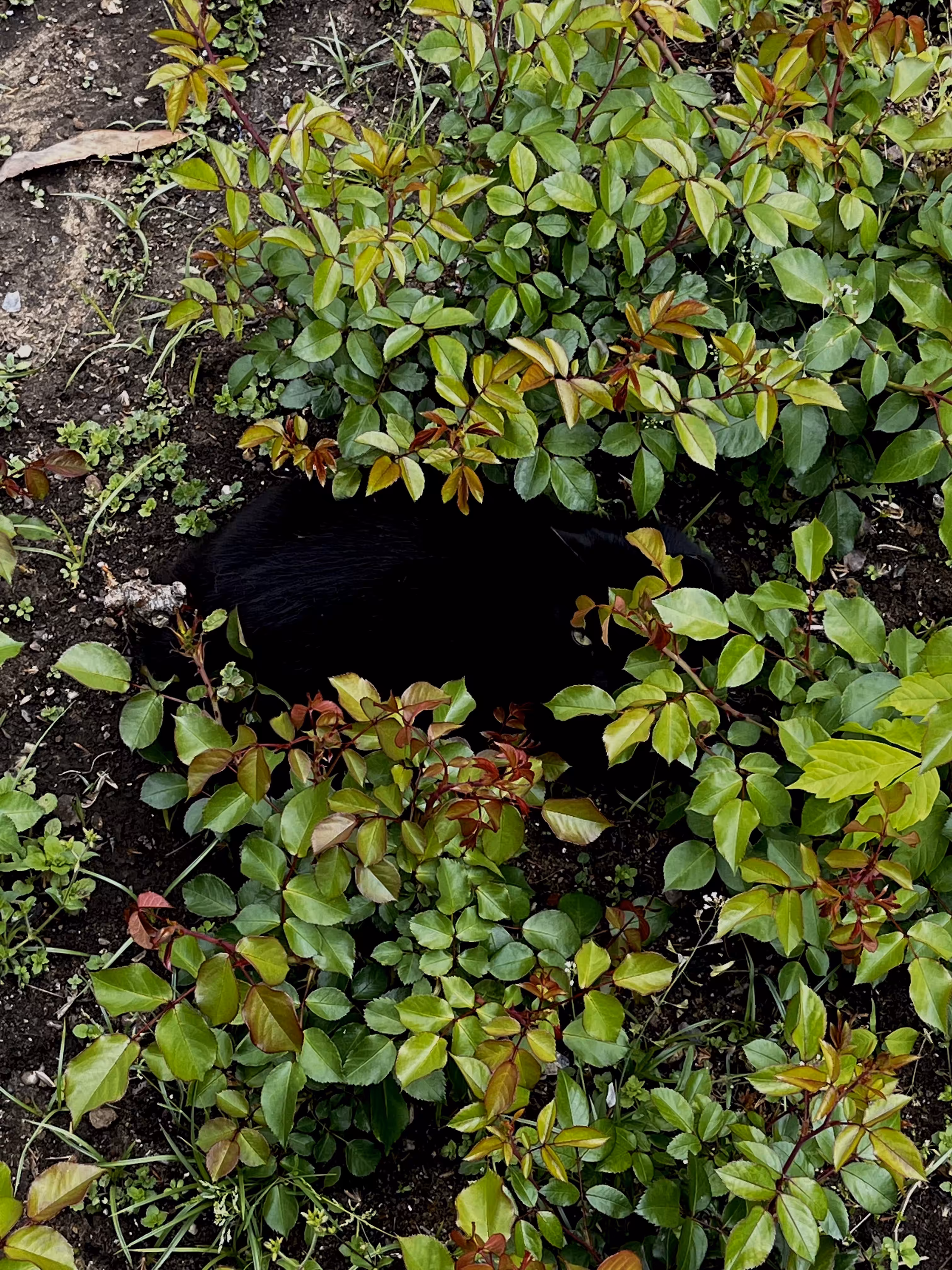 Hide & Seek