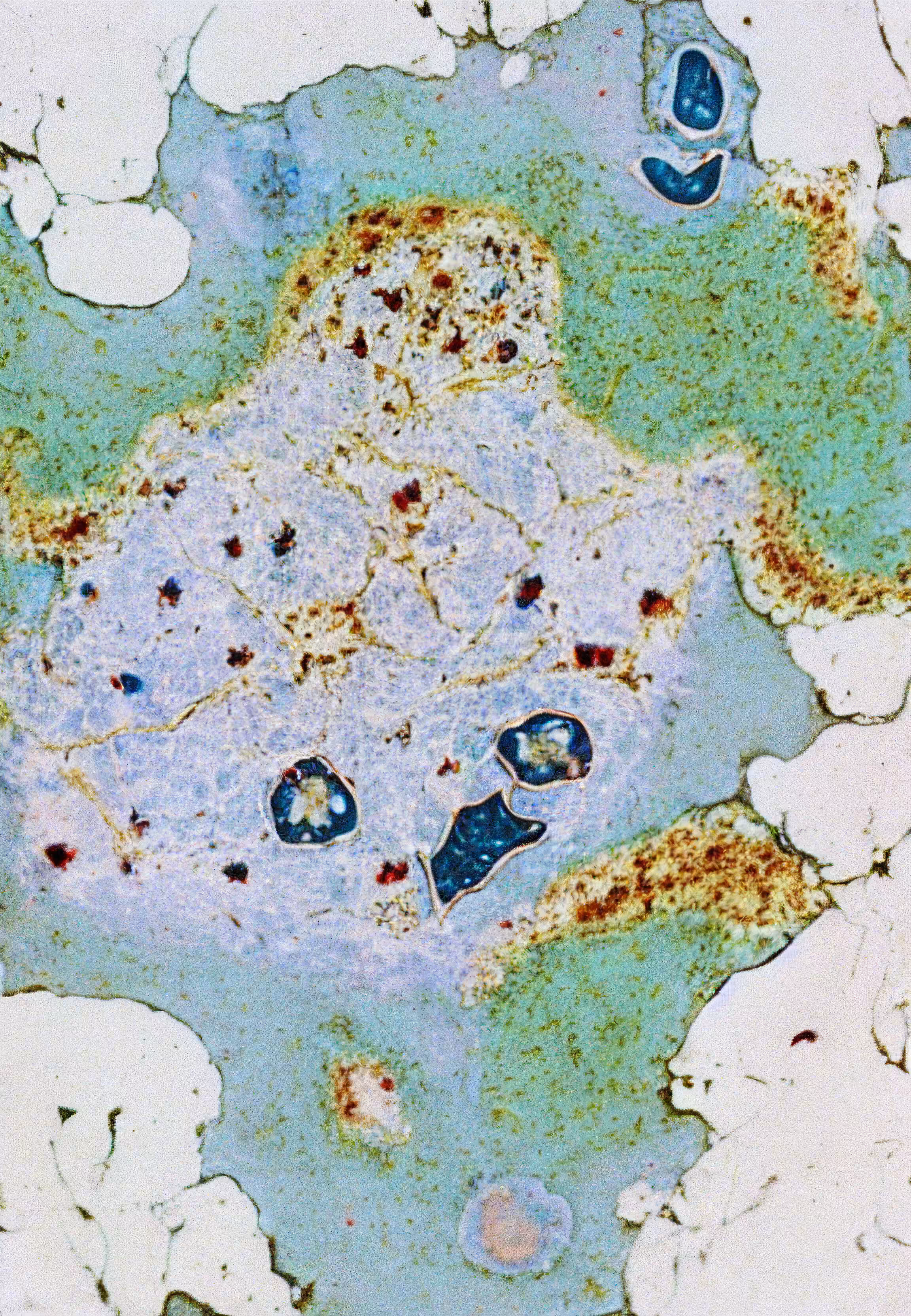 Histologia In Silico #17