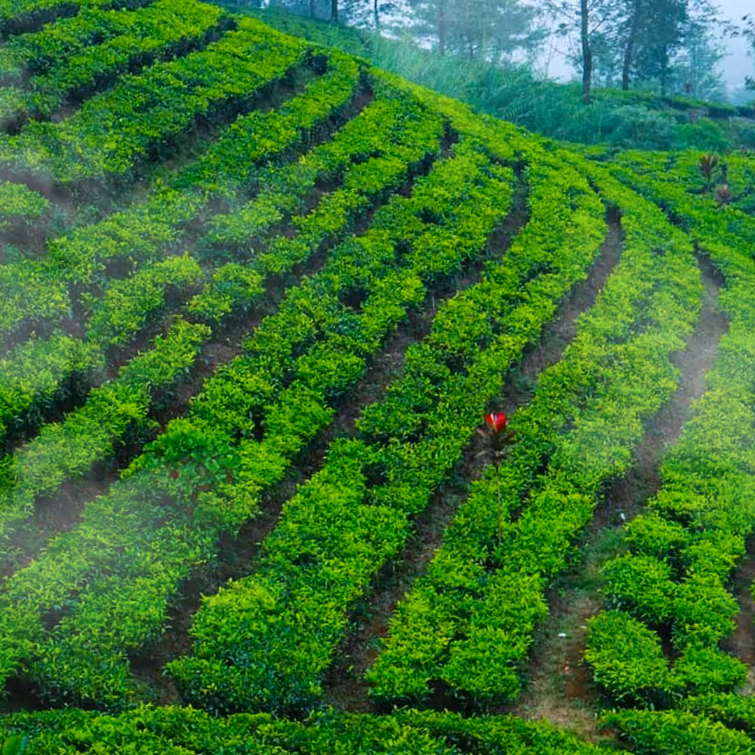 tea plantation
