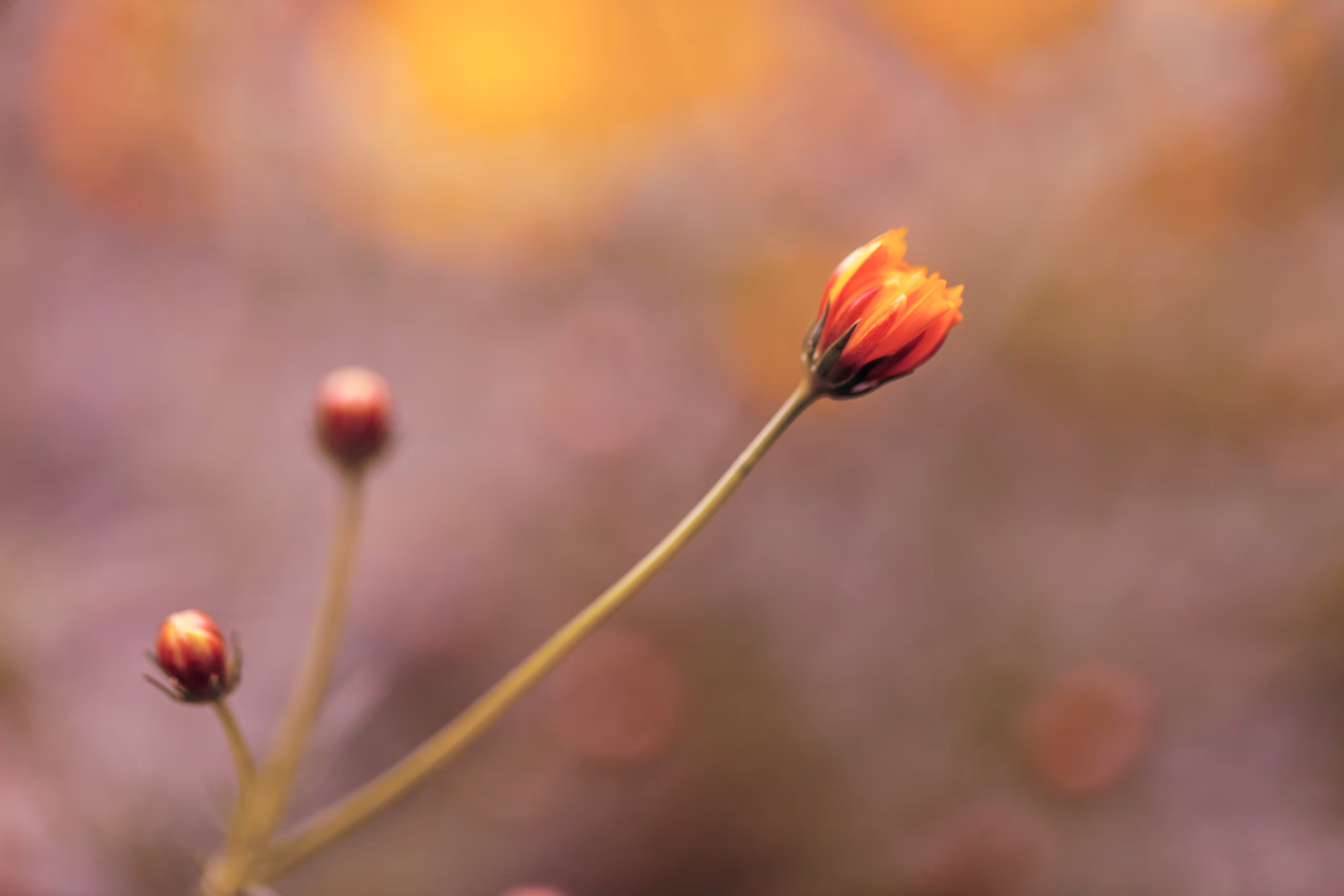 Flora 10