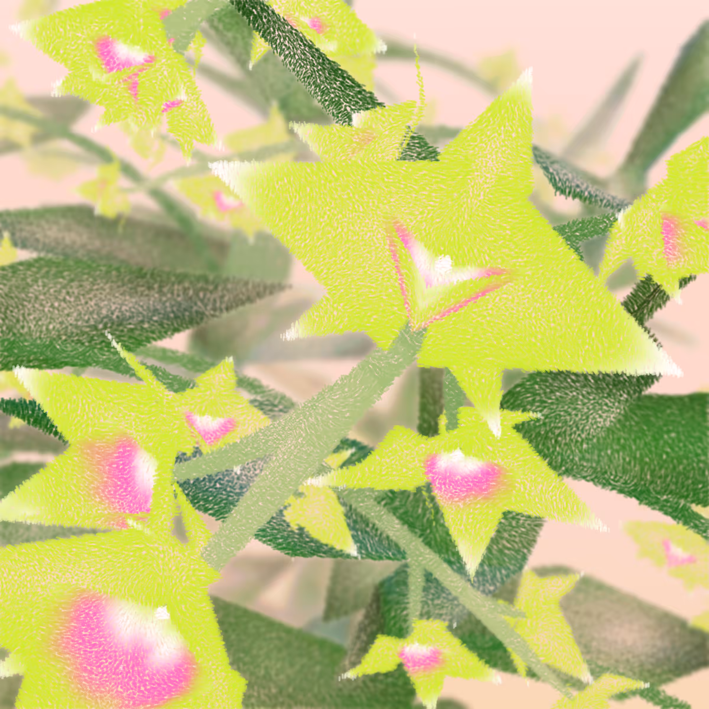 Cattleya #246