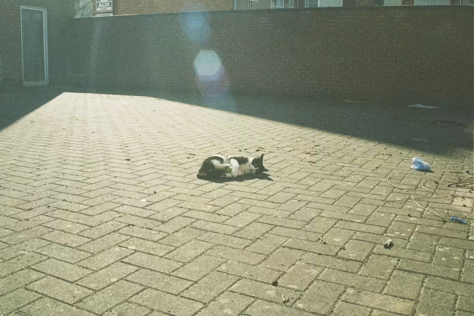Gizmo being a poser