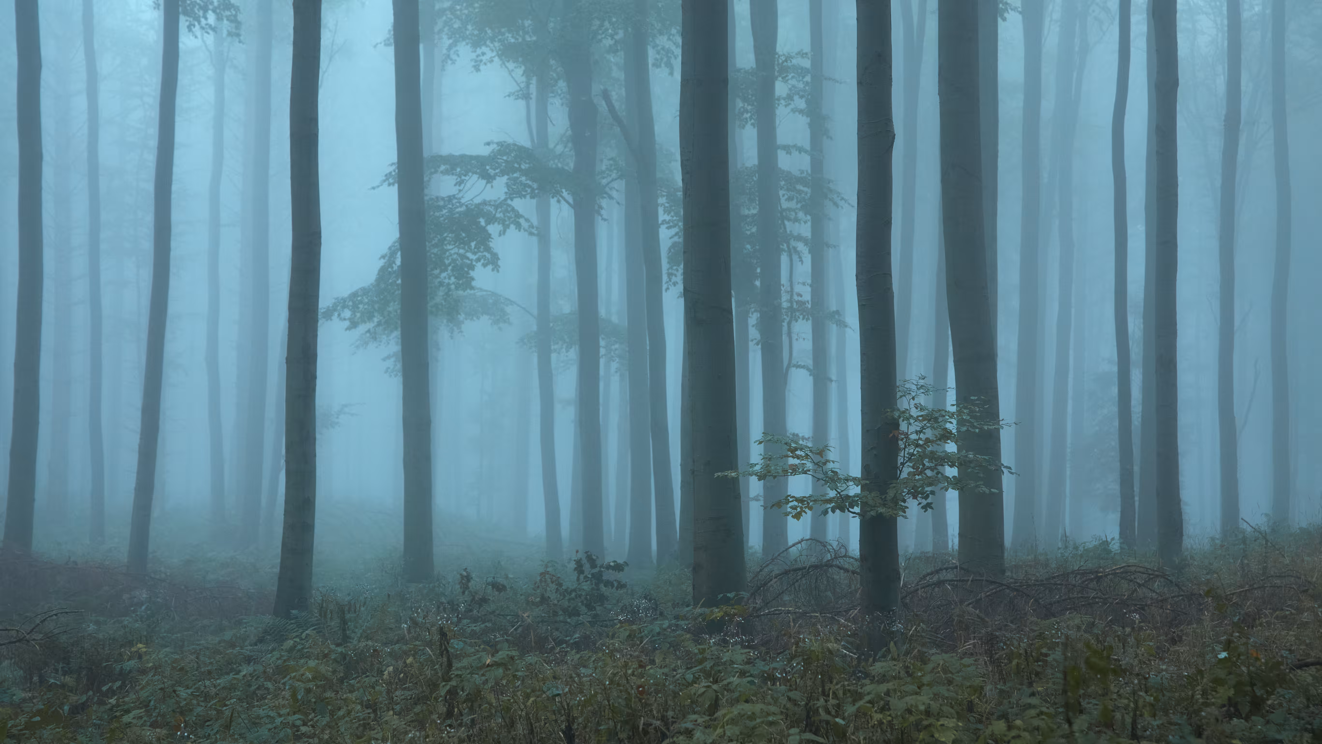 Forest Frequency