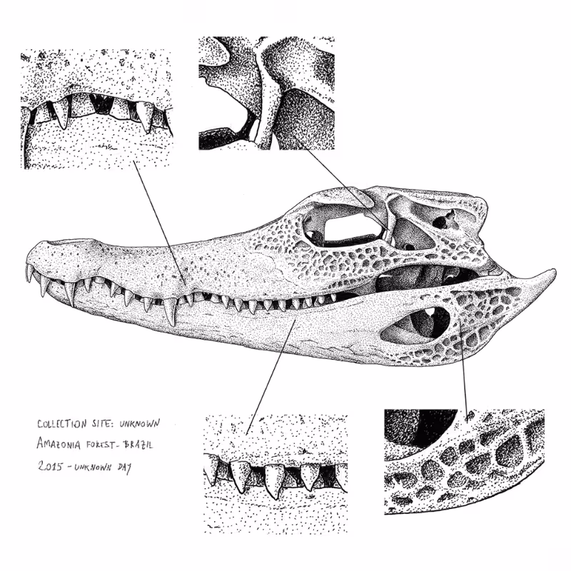 Paleosuchus trigonatus (skull) #14