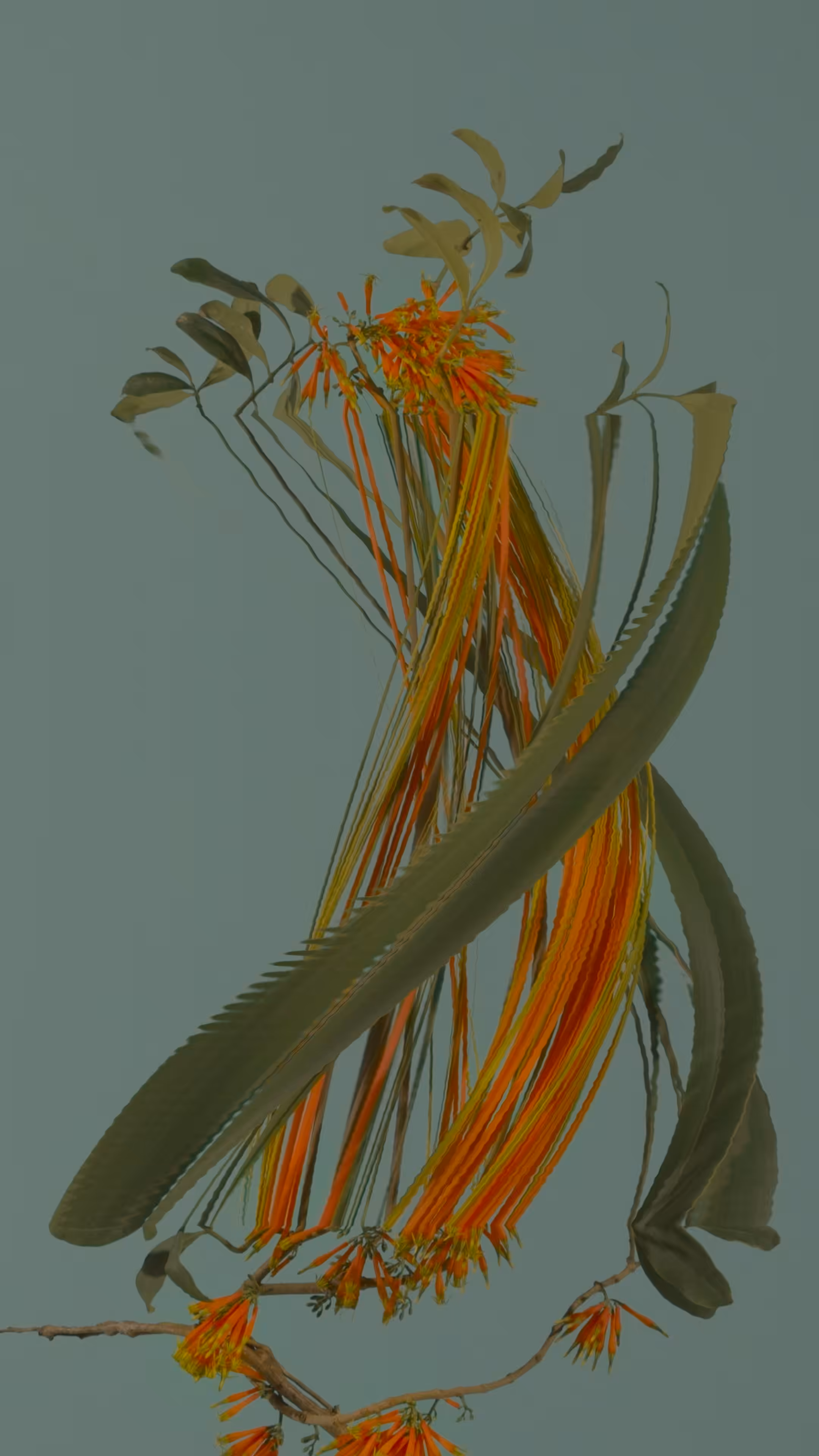 Showy Mistletoe, still
