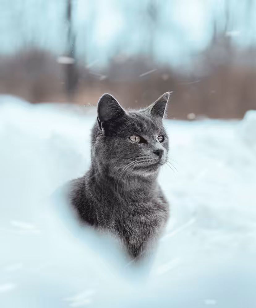 Snow Play