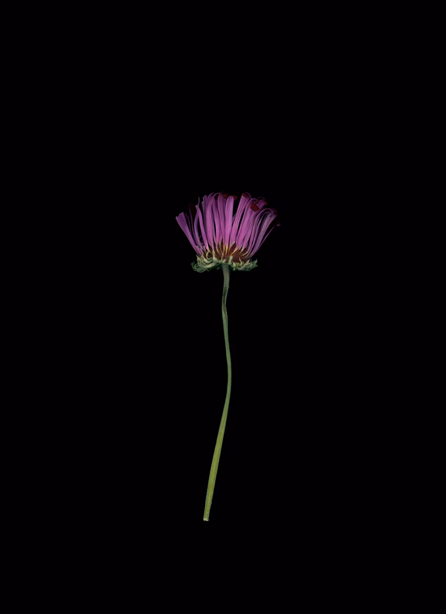 Gerbera No. 2