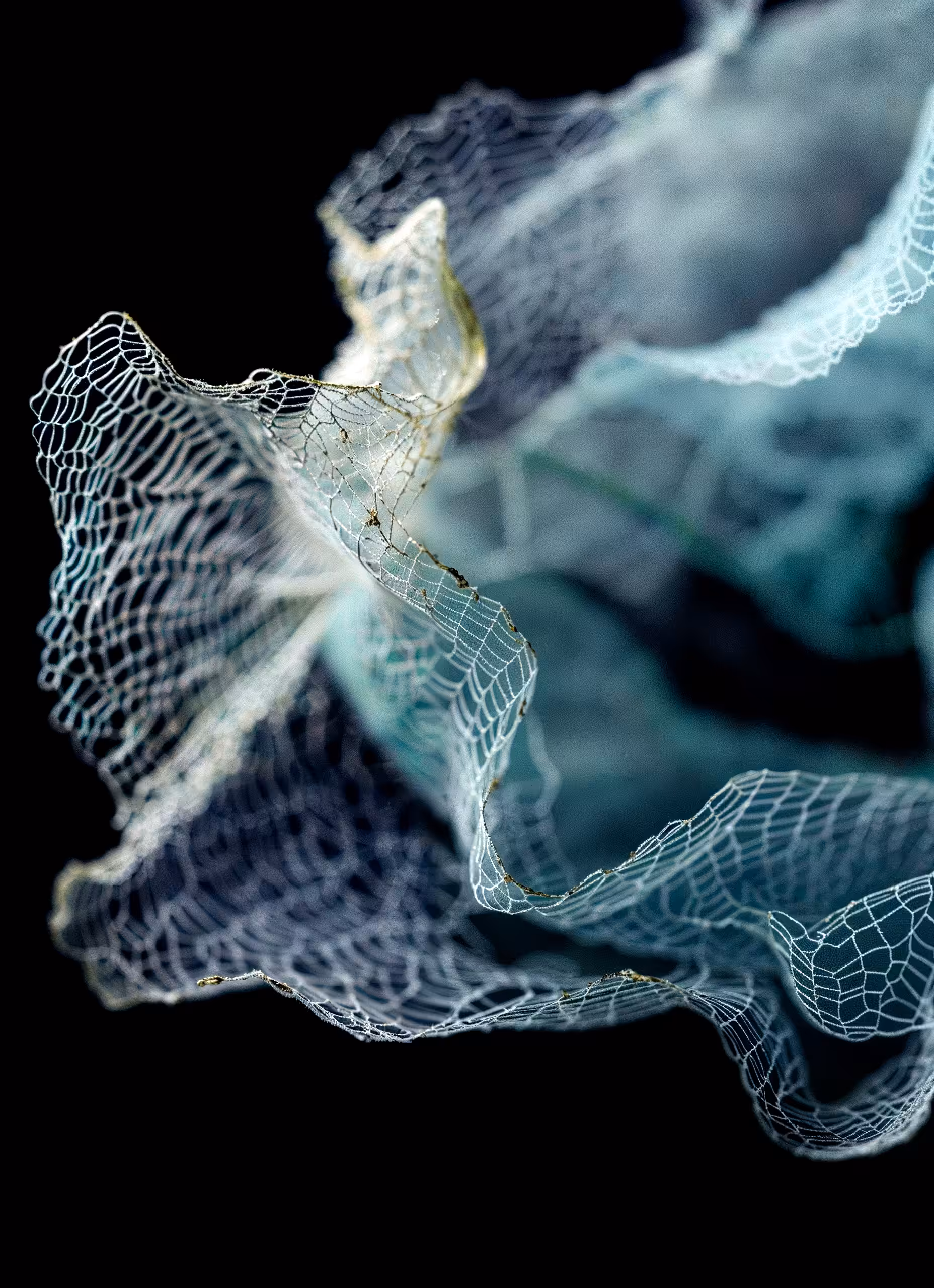 Flos Textilis III