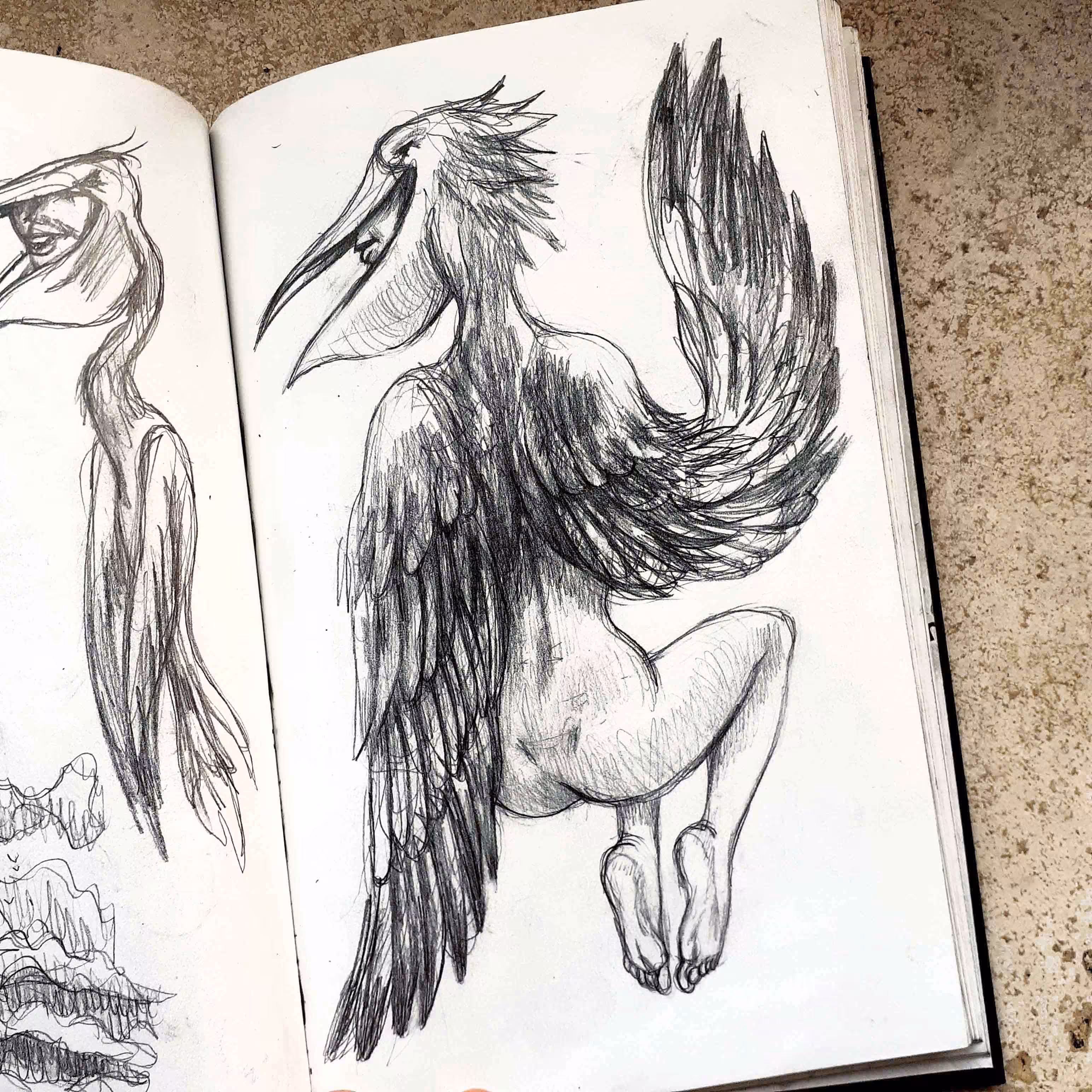 Pelican