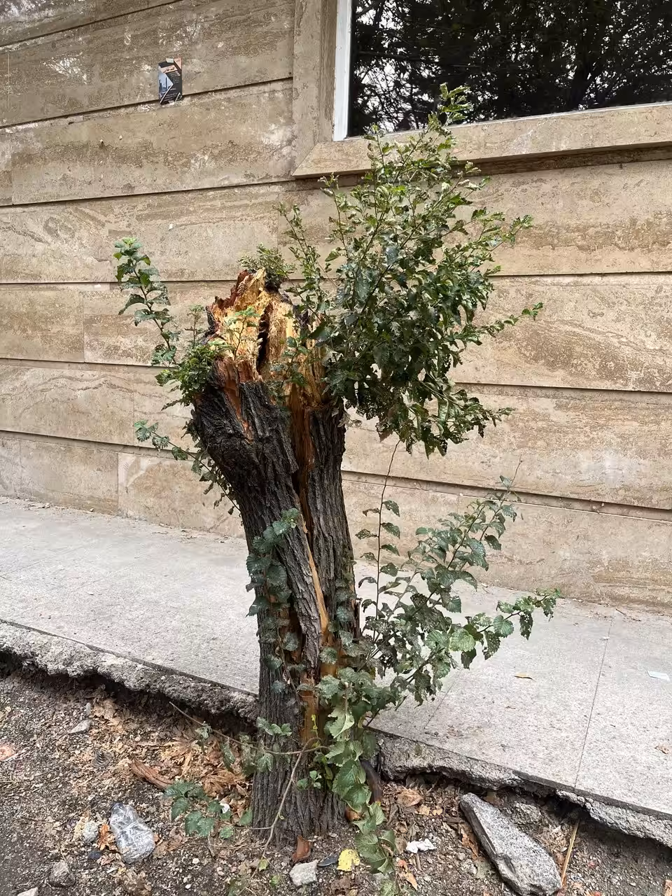 The Happy Valley: Hello to the tree
