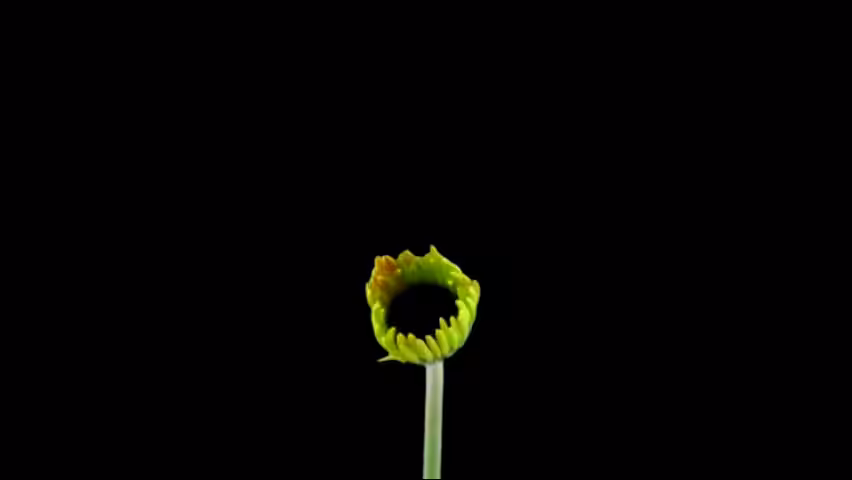 DATA.FLOWER()#10