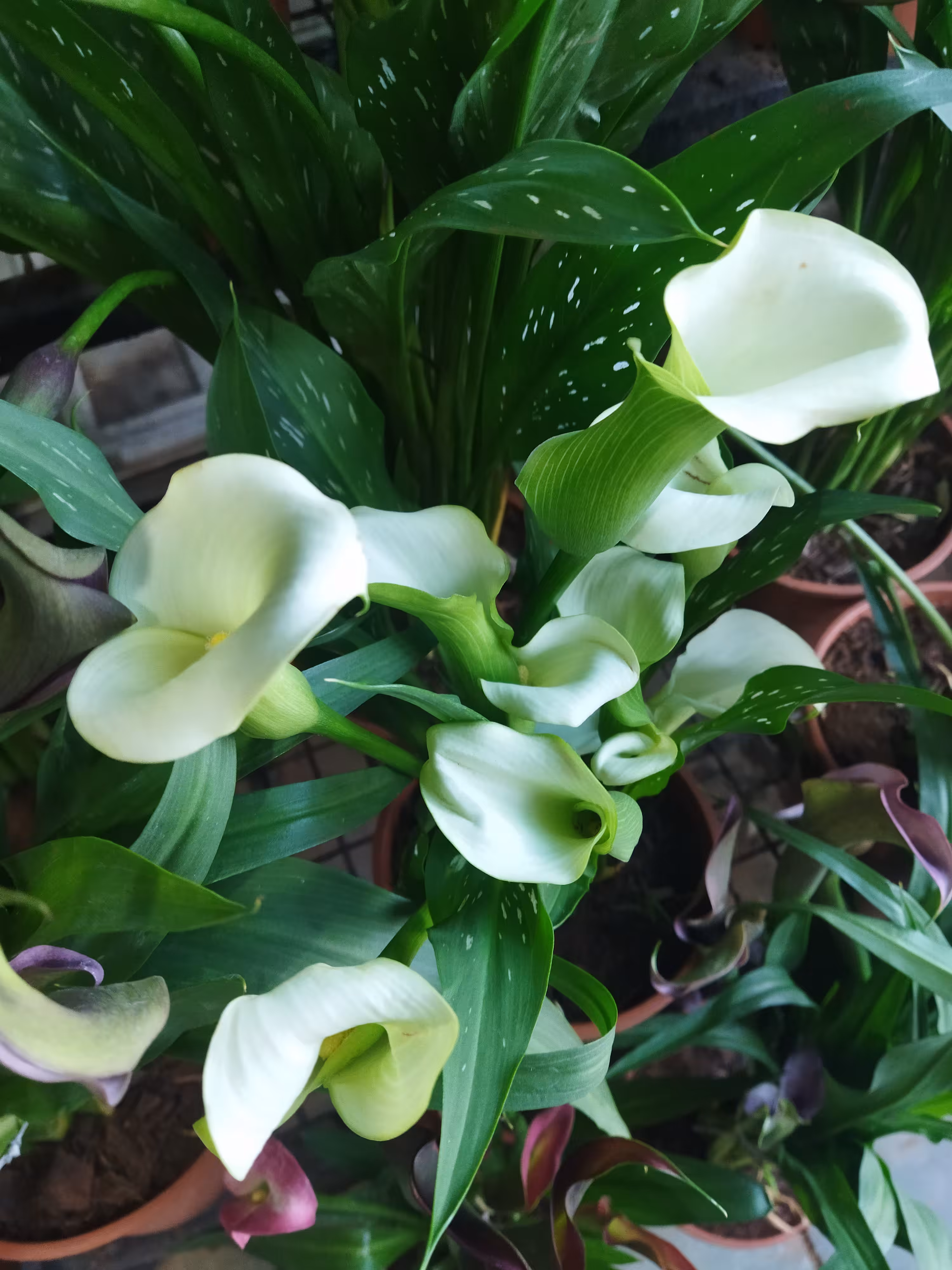 My World Of Flora And Fauna: Breathtakingly Beautiful 