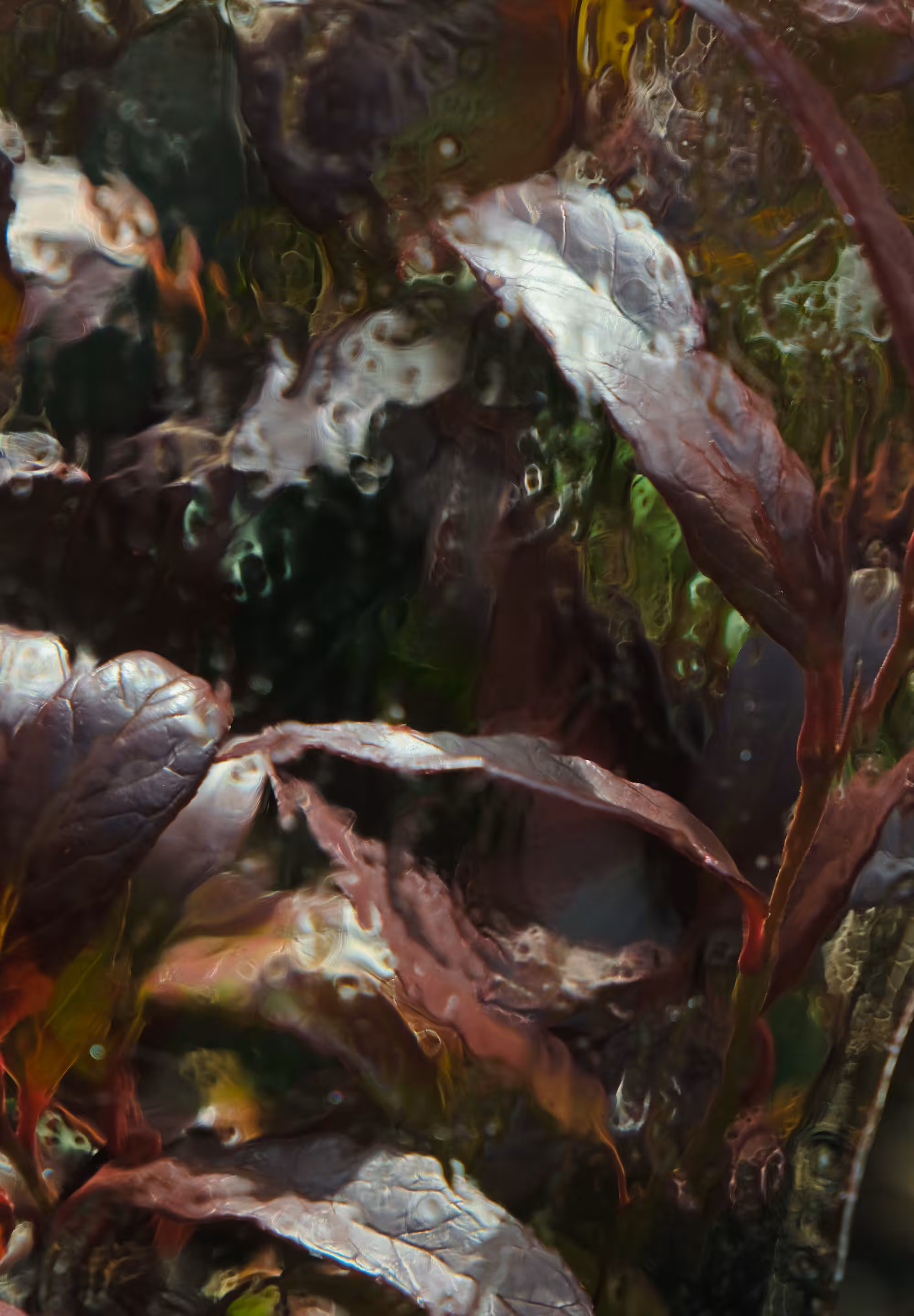 behind ice #13