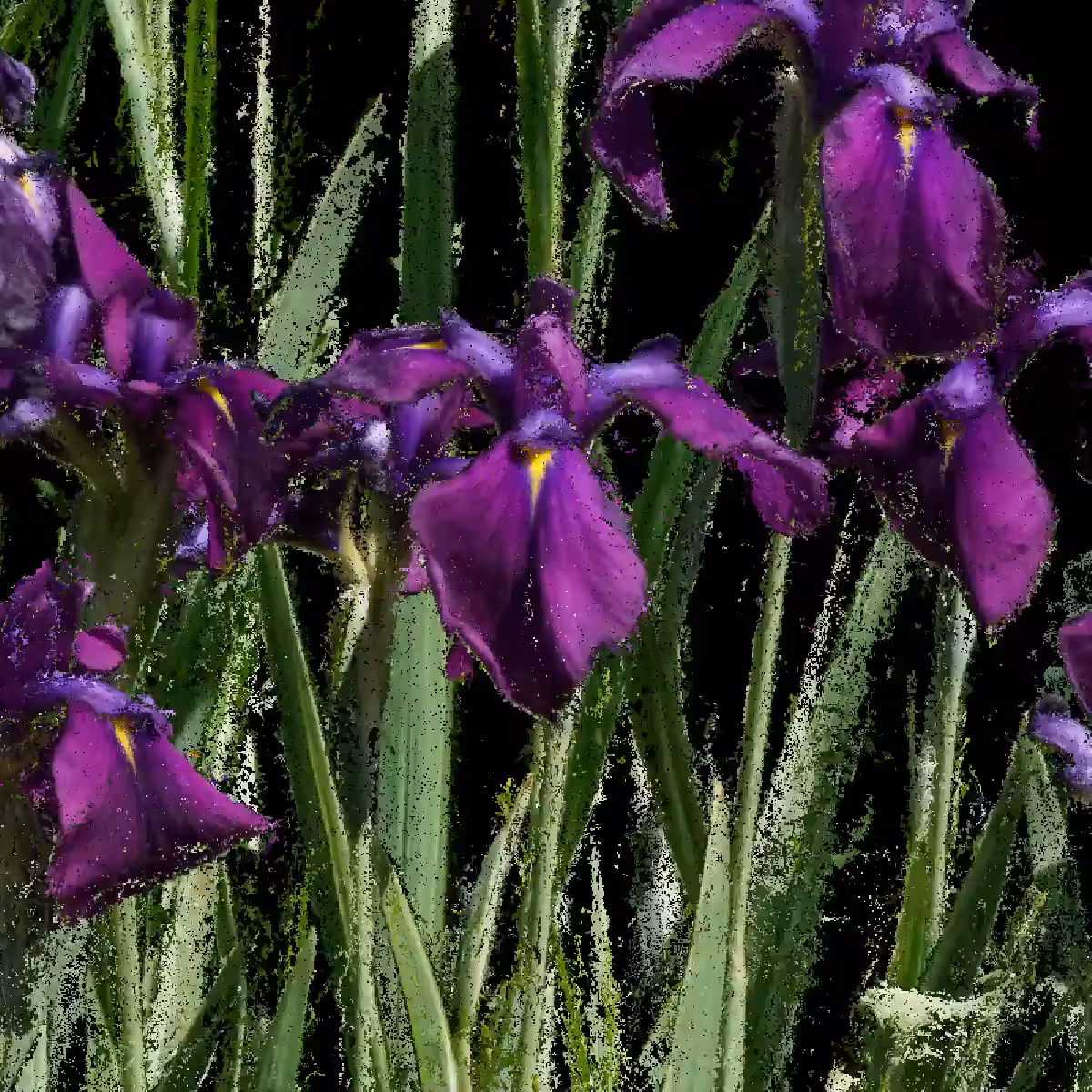 Japanese Iris [NFT version]