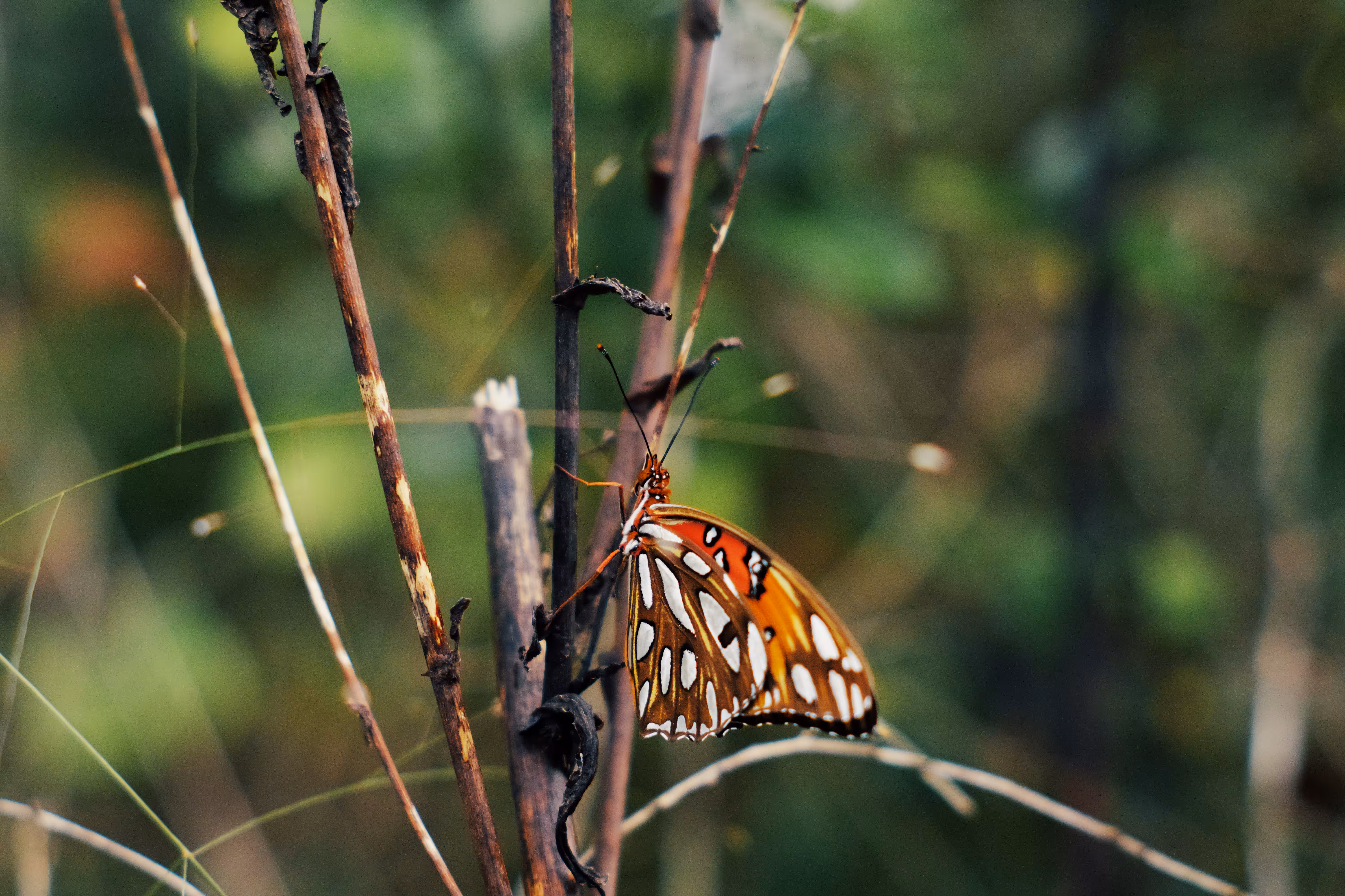 01 Gulf fritillary 
