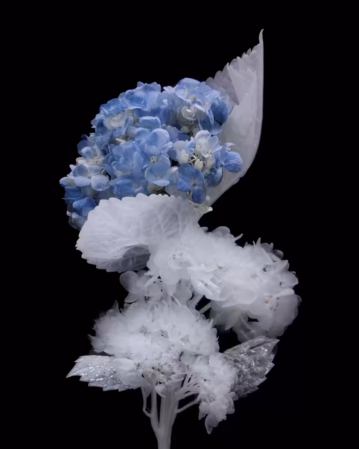 Hydrangea