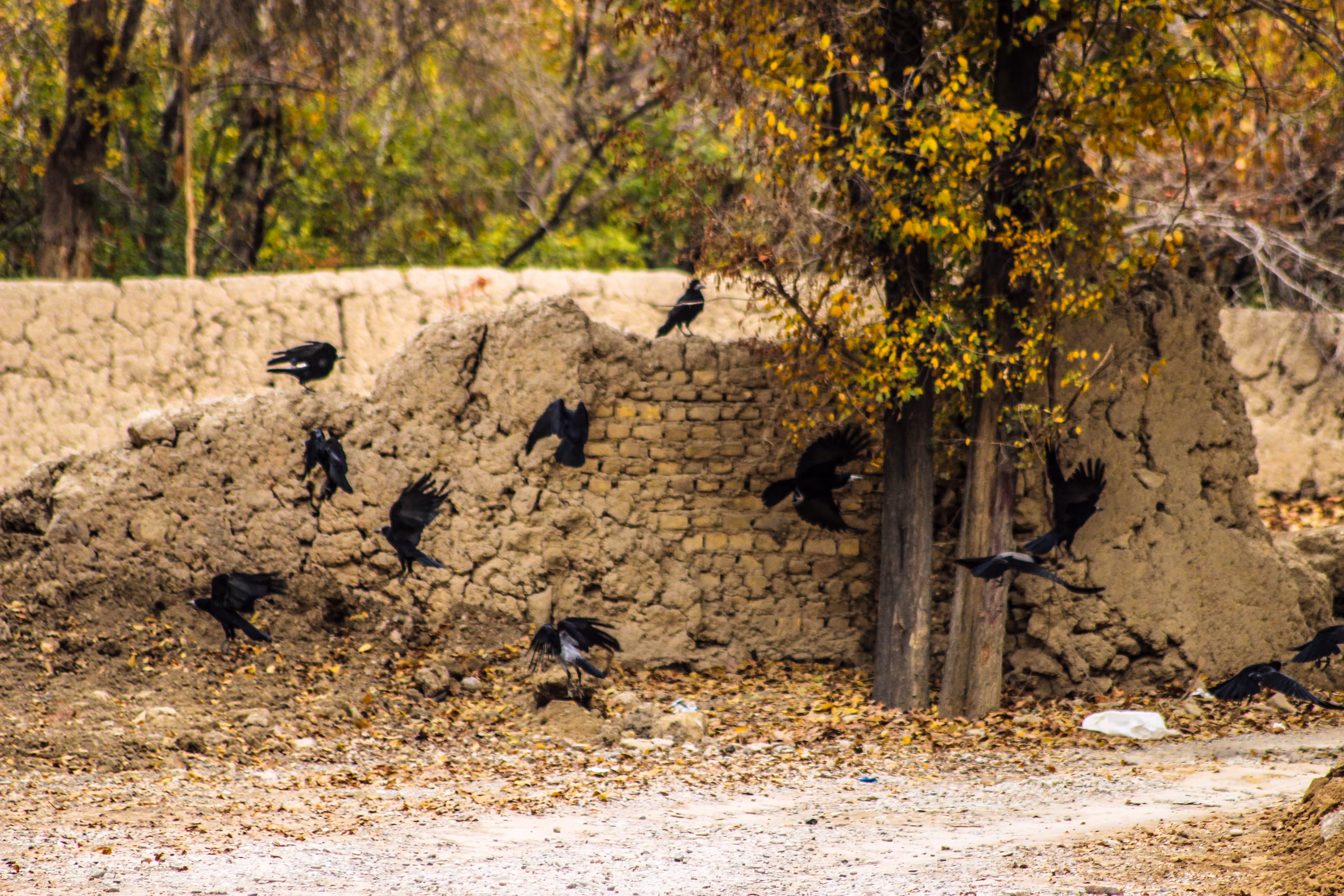 Flock