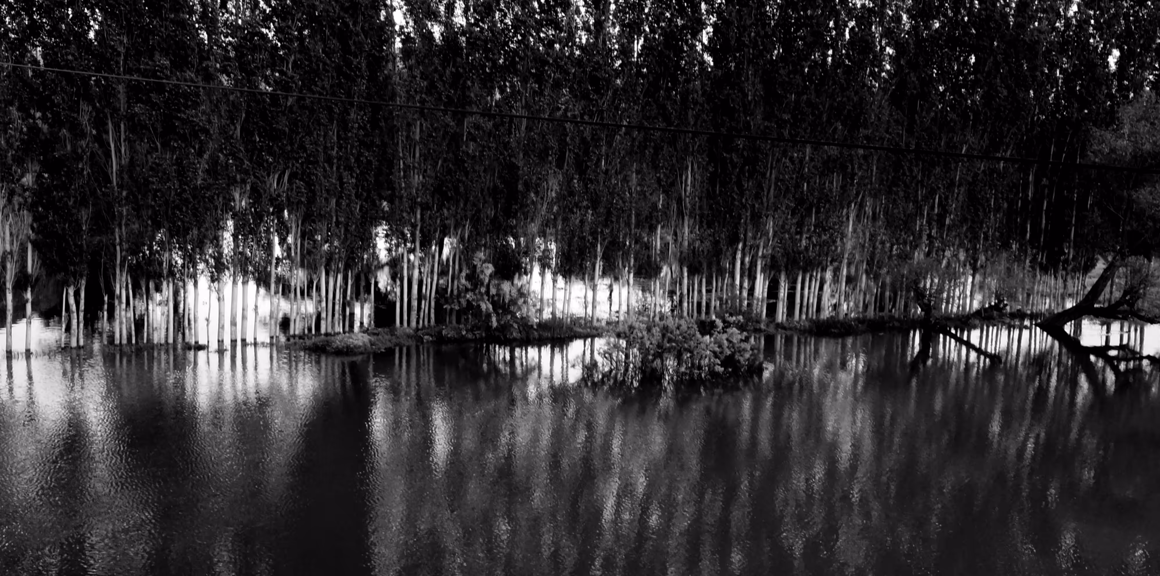 Riverside trees