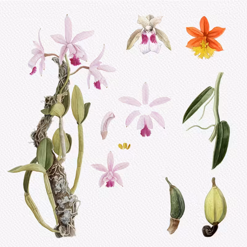 Botanical Illustration - Orchids 1 #91