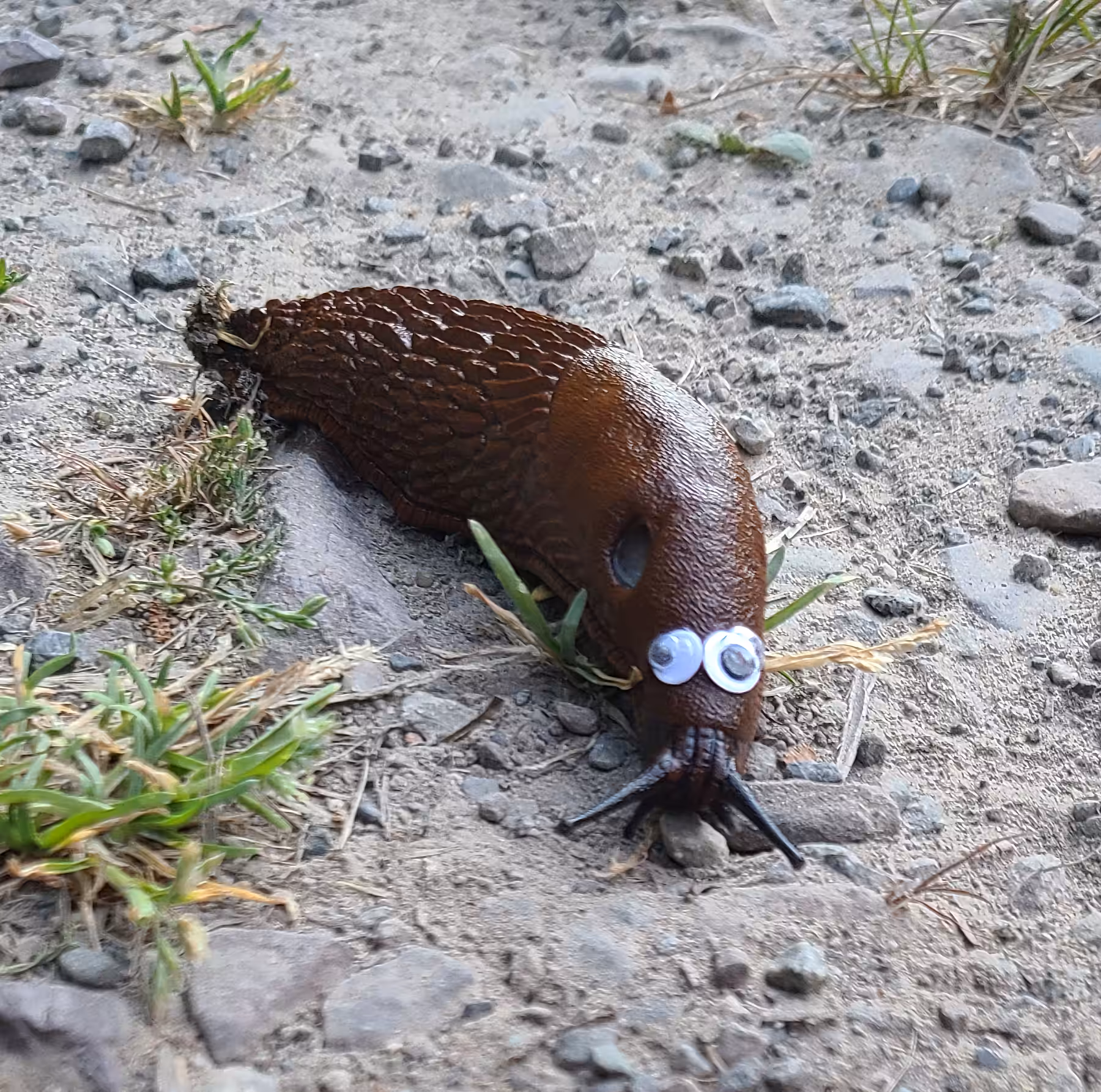 Googly Eyes 006: Herbert