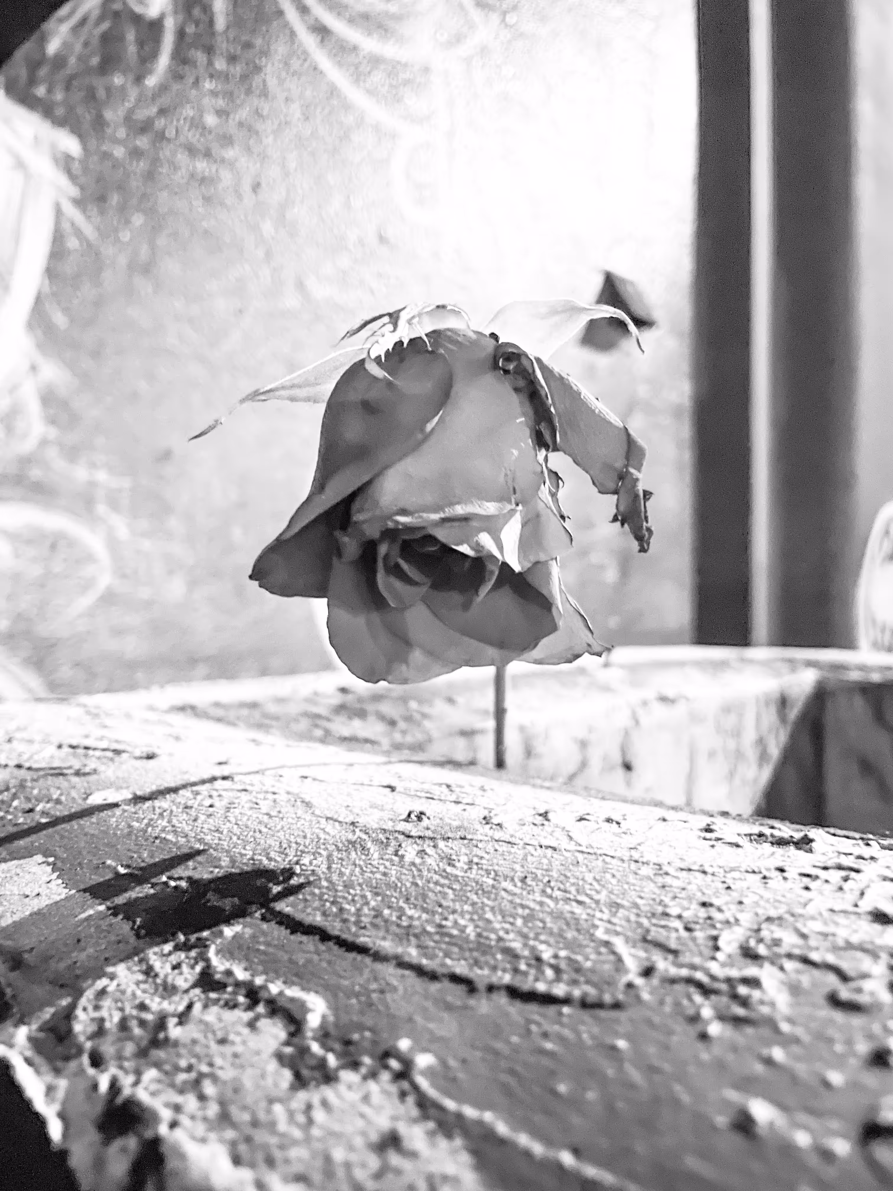 The Rose That Grew From The Brickell Concrete 