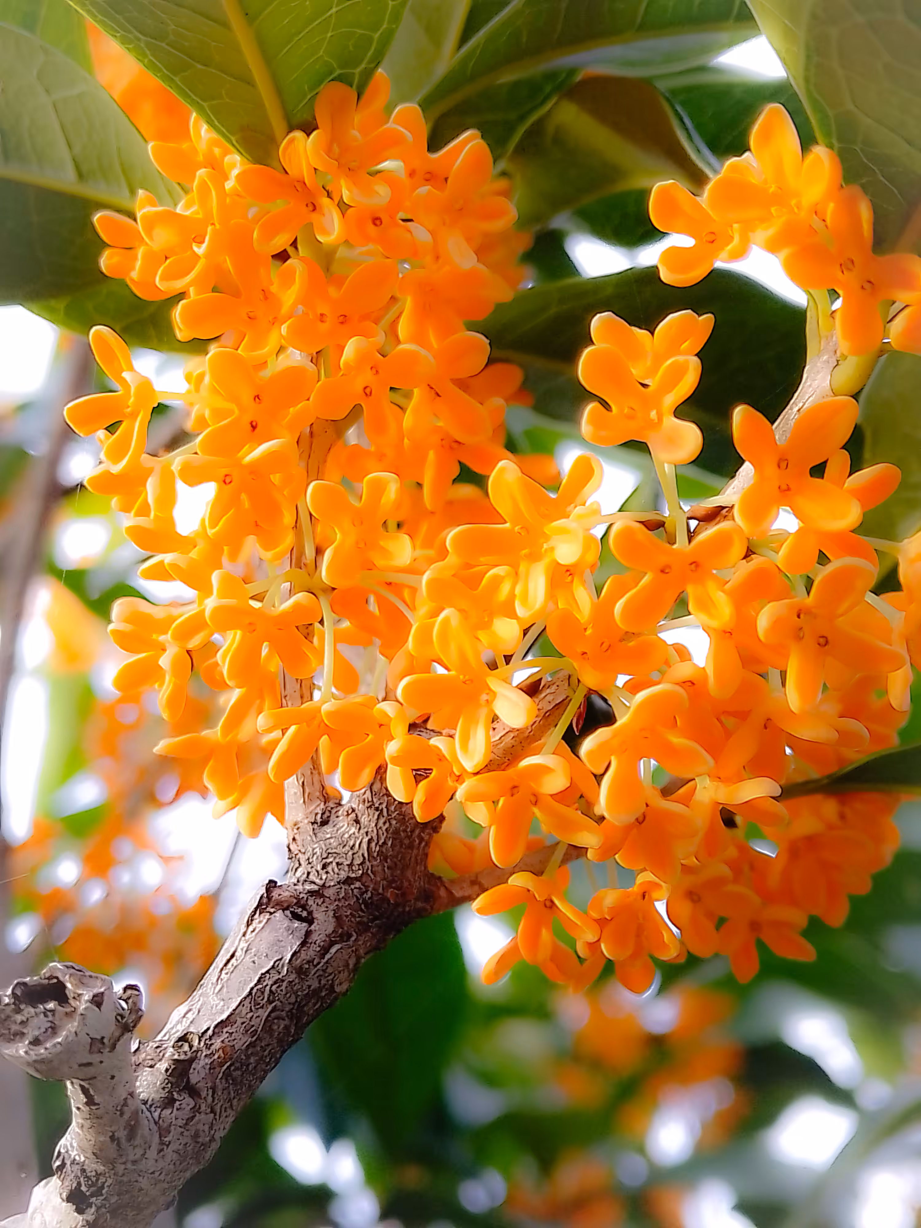 sweet osmanthus