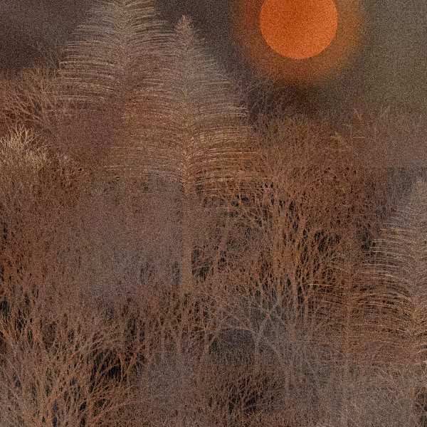 Moonlit Native Bush #41