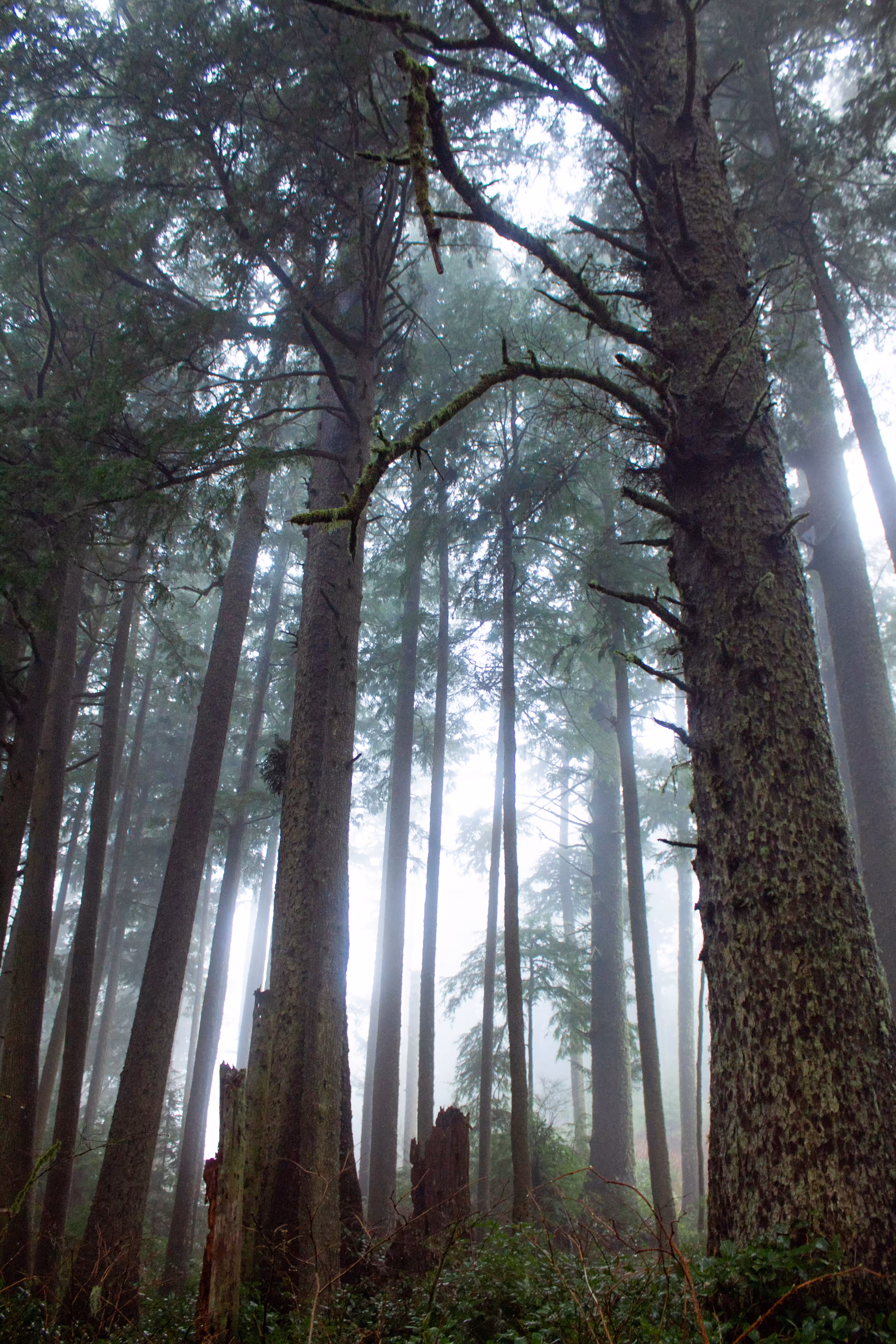 Misty Mornings - #18