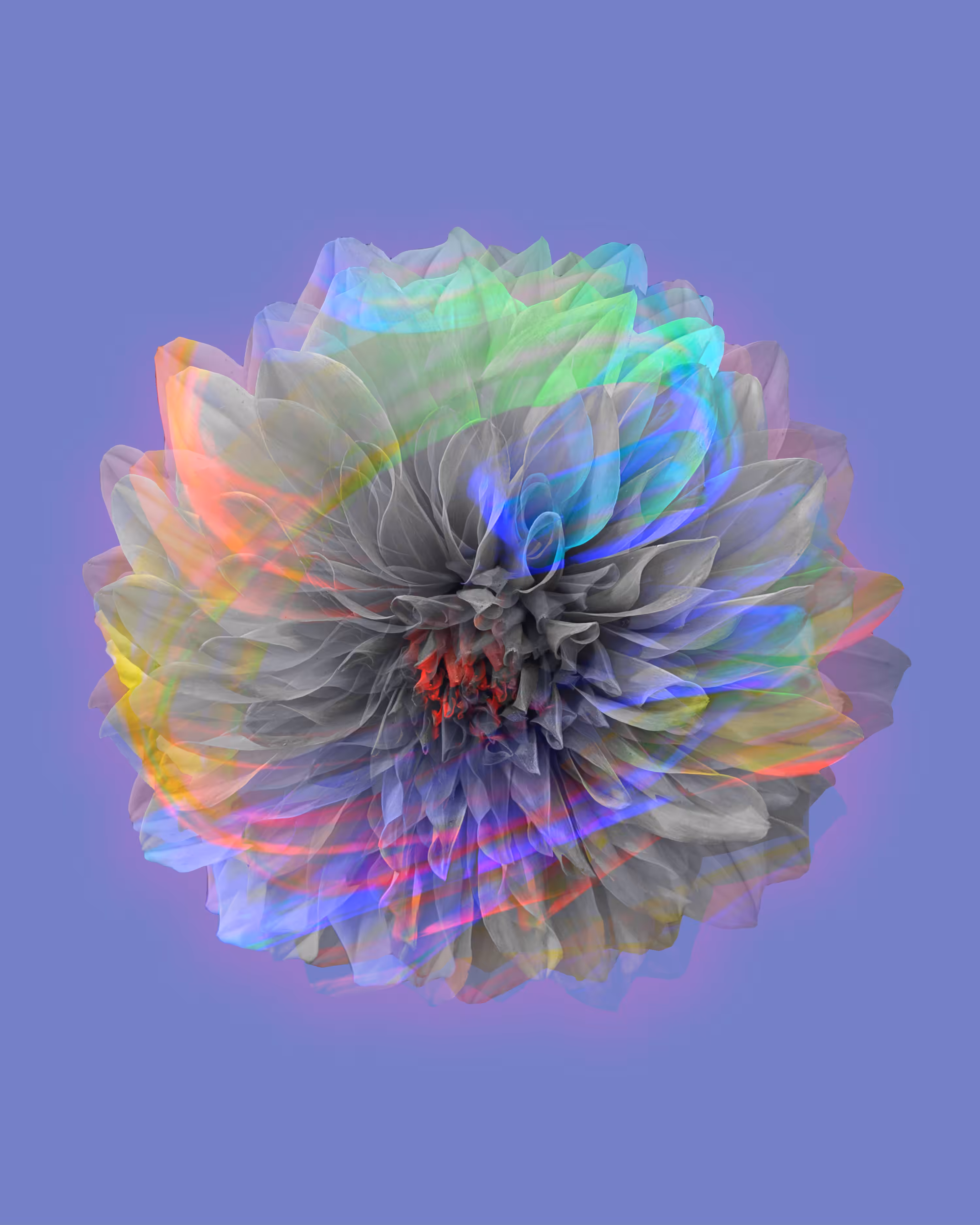Flower For The Ages
