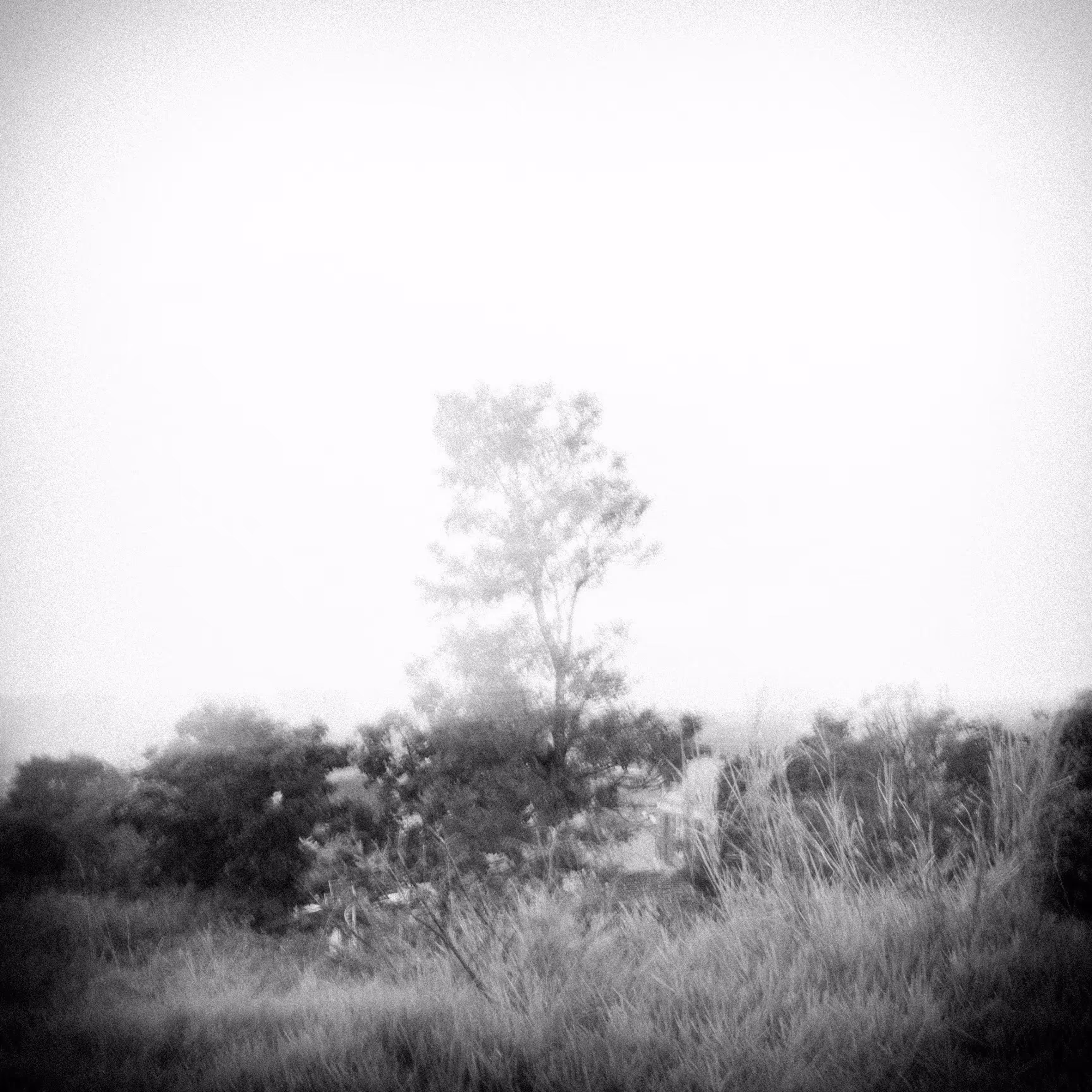 Longing for the garden of eden
