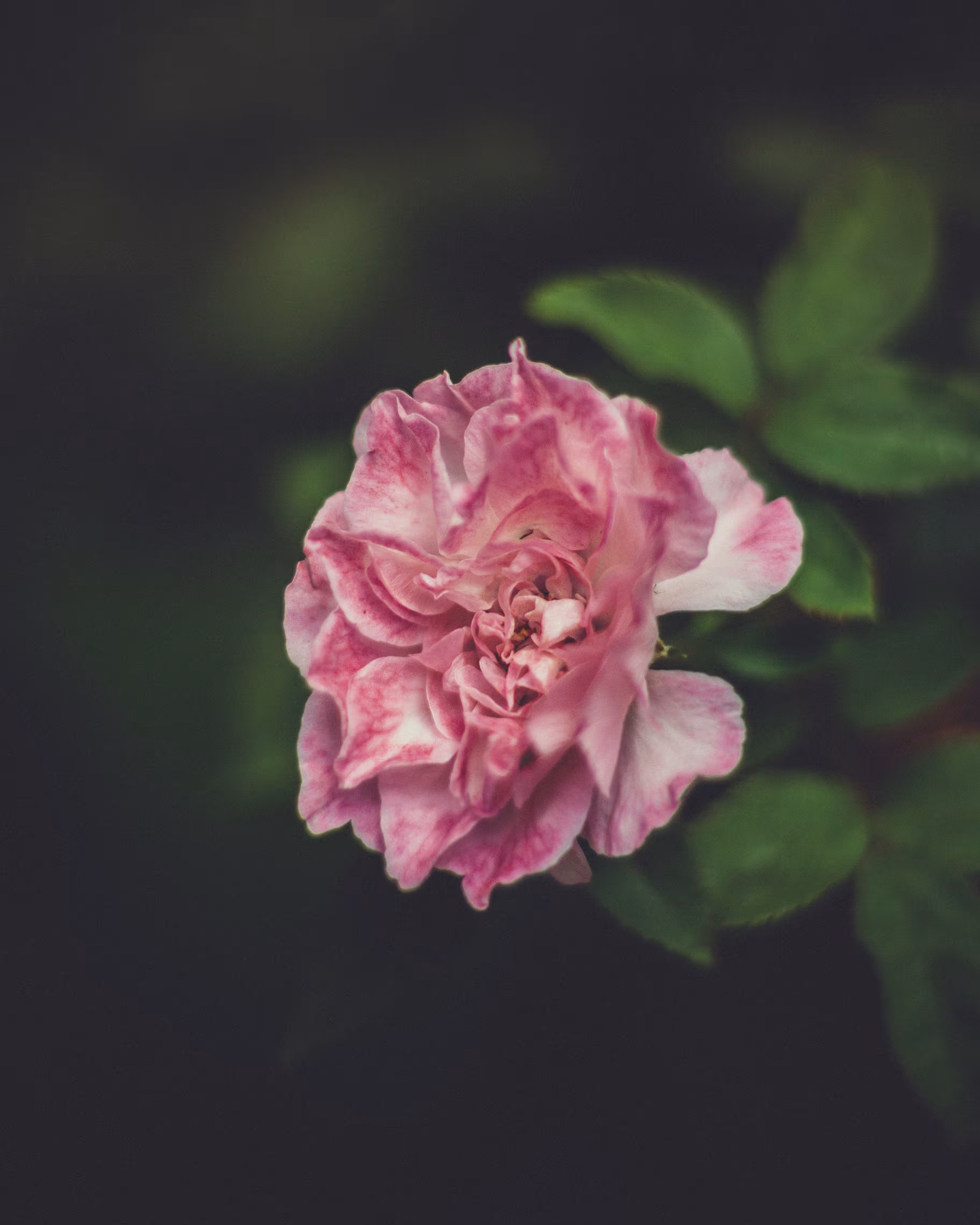 bloom #01