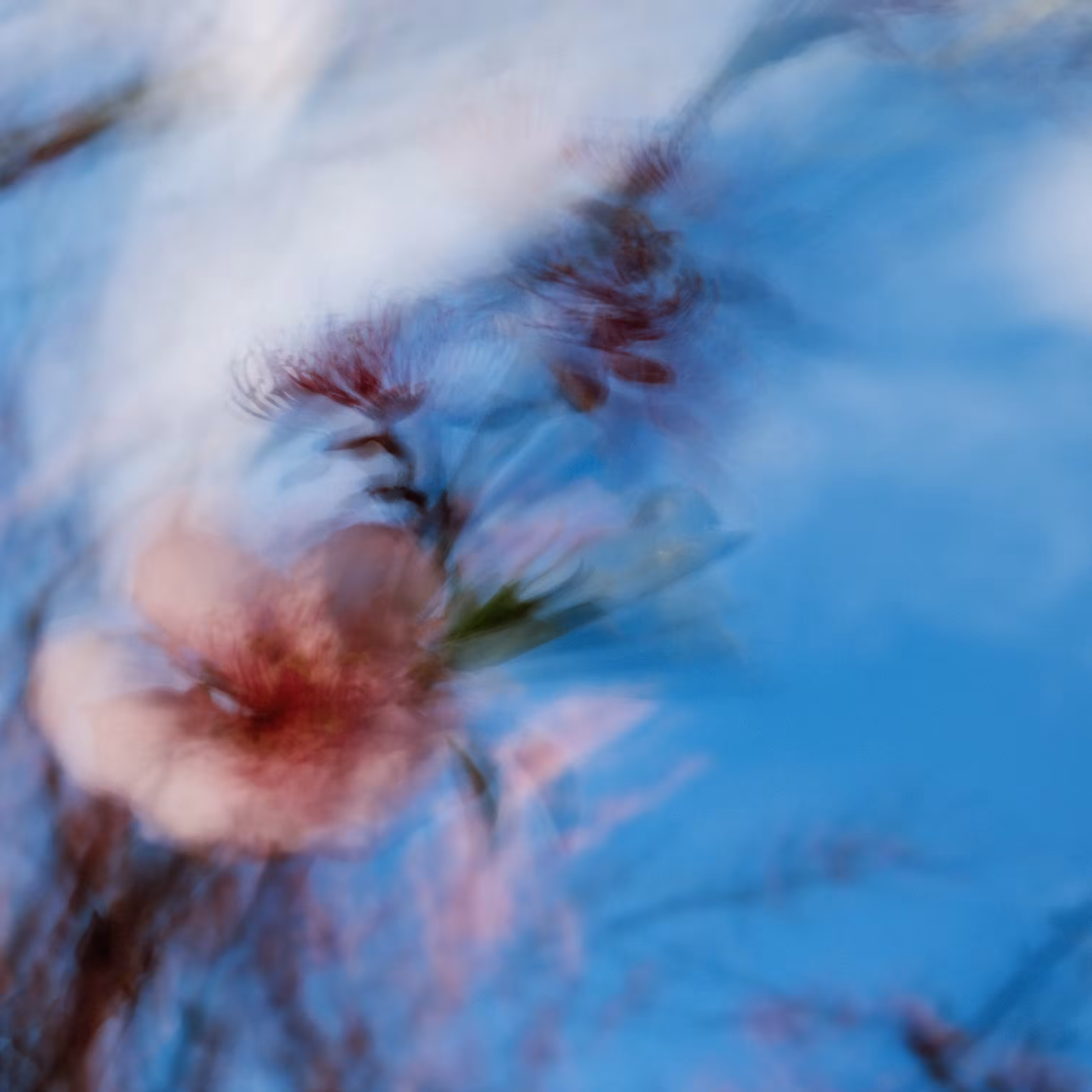 Blossoming