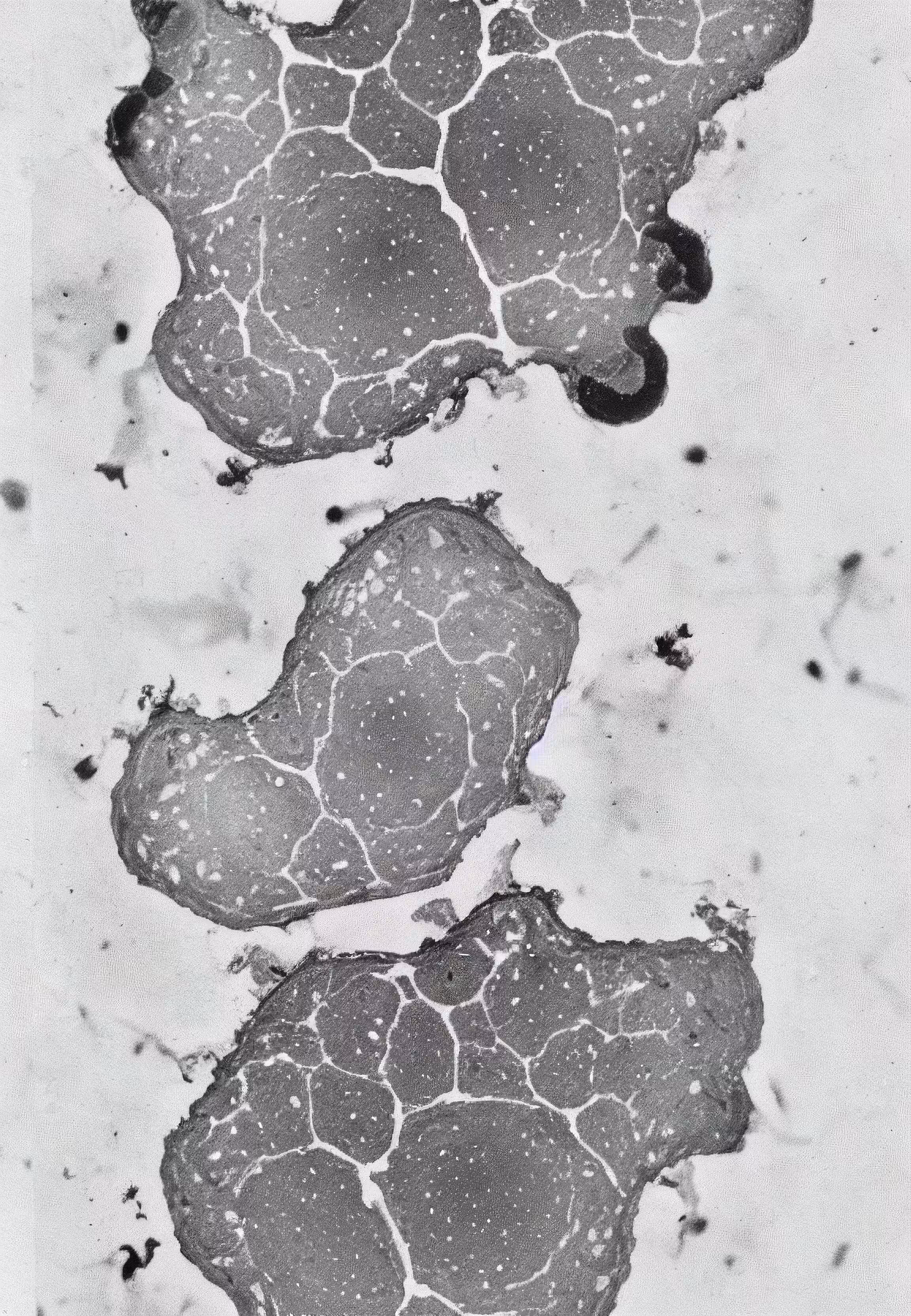 Histologia In Silico #14