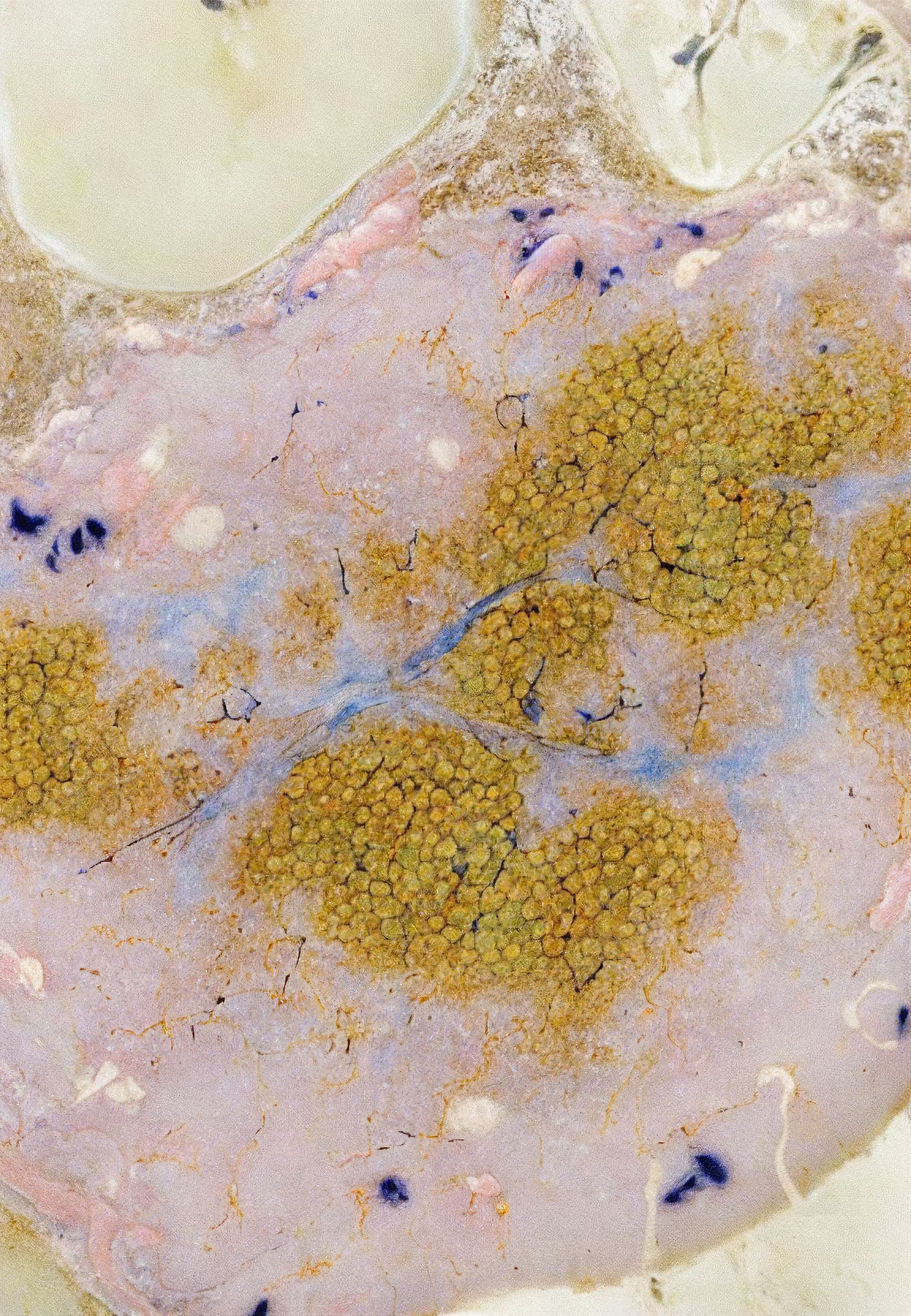 Histologia In Silico #264