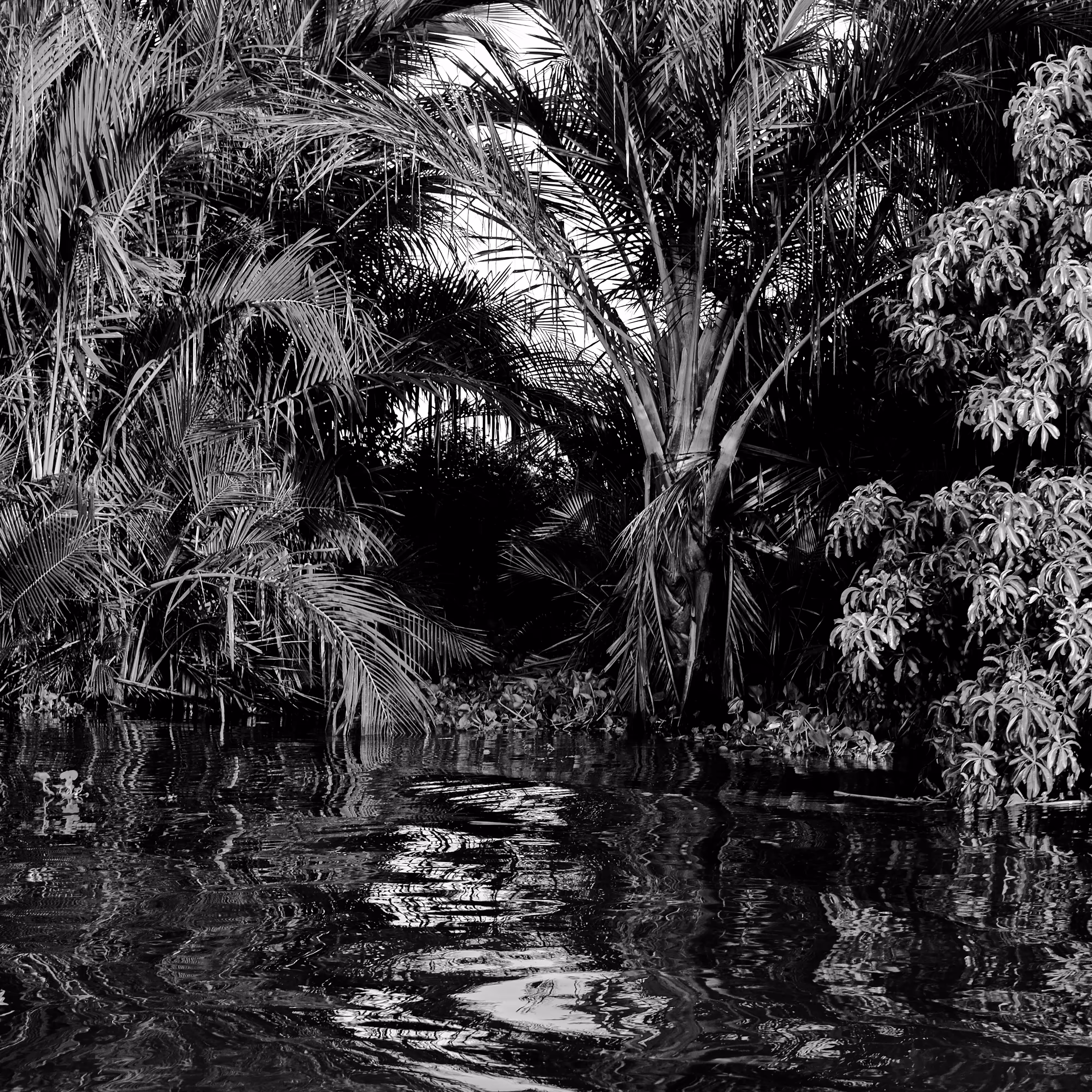 plants are living things 5.