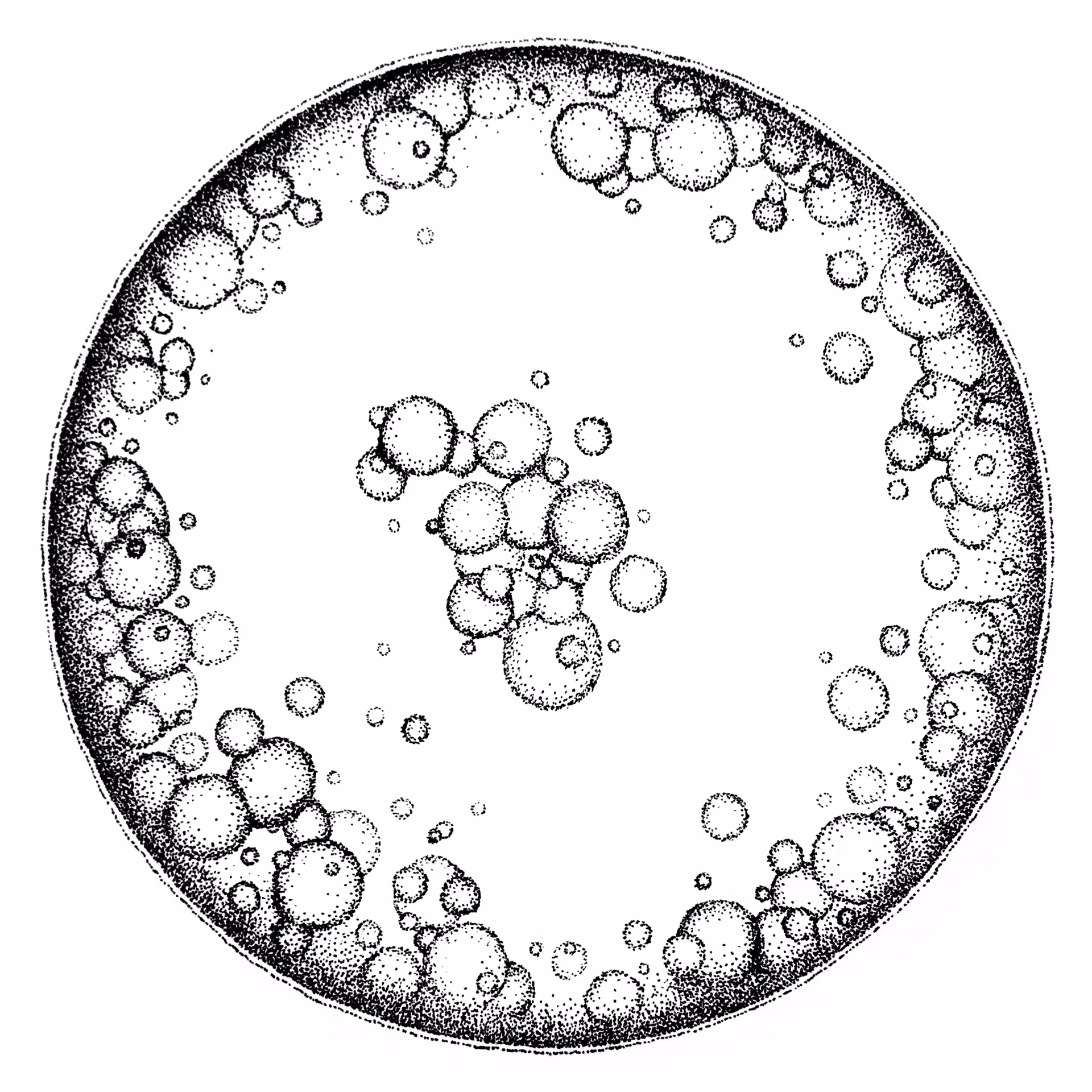 Coscinodiscus